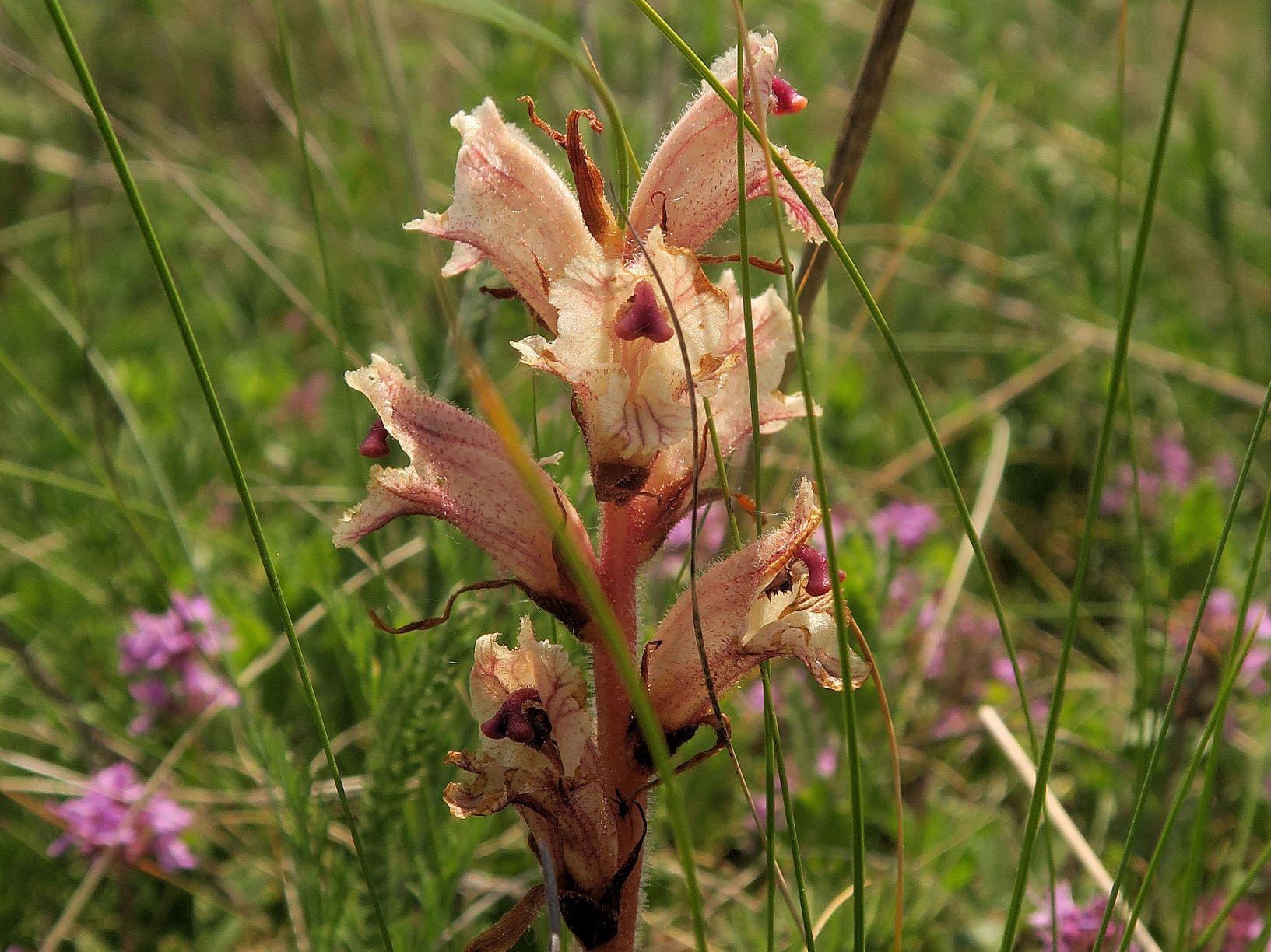 Orobanche alba Quendel-Sommerwurz, Wien Stammersdorf Schanze XI flacher Trockenrasen 09.06.2021 C5X (1).JPG