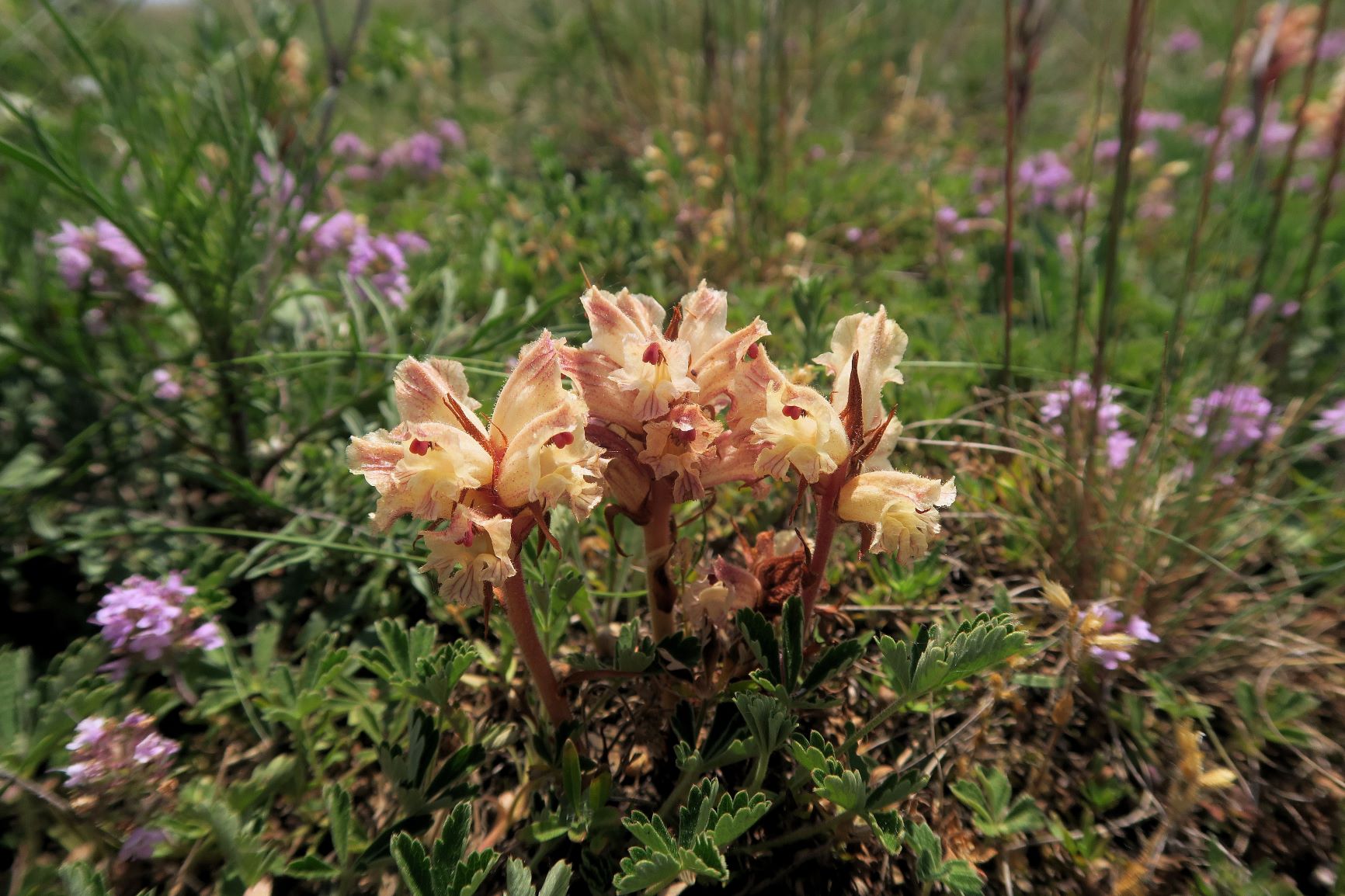 Orobanche alba Quendel-Sommerwurz, Wien Stammersdorf Schanze XI flacher Trockenrasen 09.06.2021 C5X (6).JPG