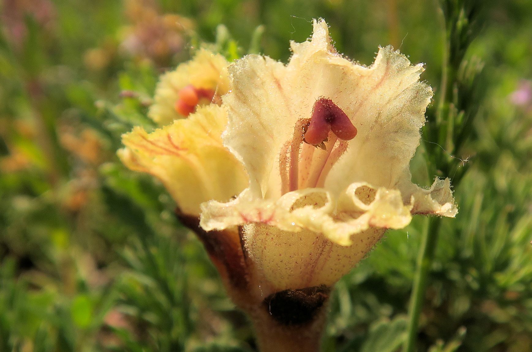 Orobanche alba Quendel-Sommerwurz, Wien Stammersdorf Schanze XI flacher Trockenrasen 09.06.2021 C5X (9).JPG