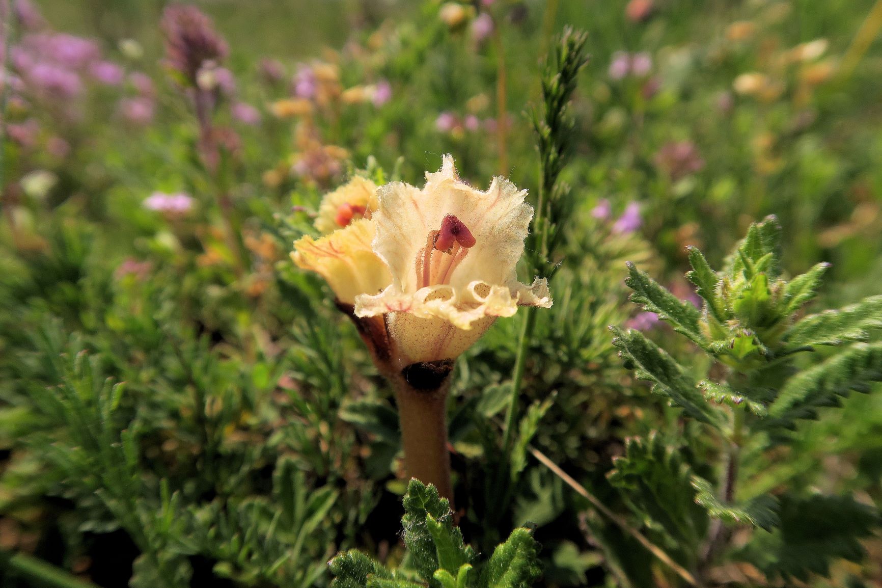 Orobanche alba Quendel-Sommerwurz, Wien Stammersdorf Schanze XI flacher Trockenrasen 09.06.2021 C5X (8).JPG