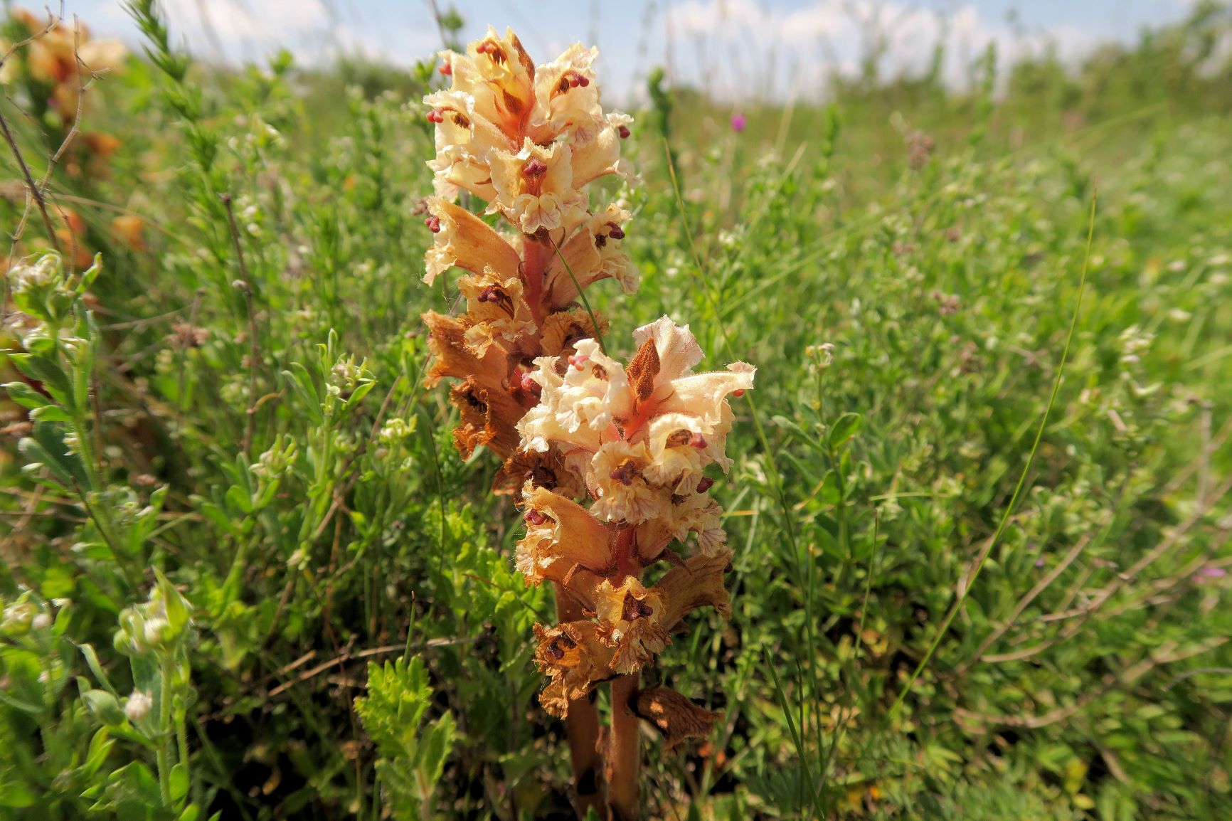 Orobanche alba Quendel-Sommerwurz, Wien Stammersdorf Schanze XI flacher Trockenrasen 09.06.2021 C5X (10).JPG