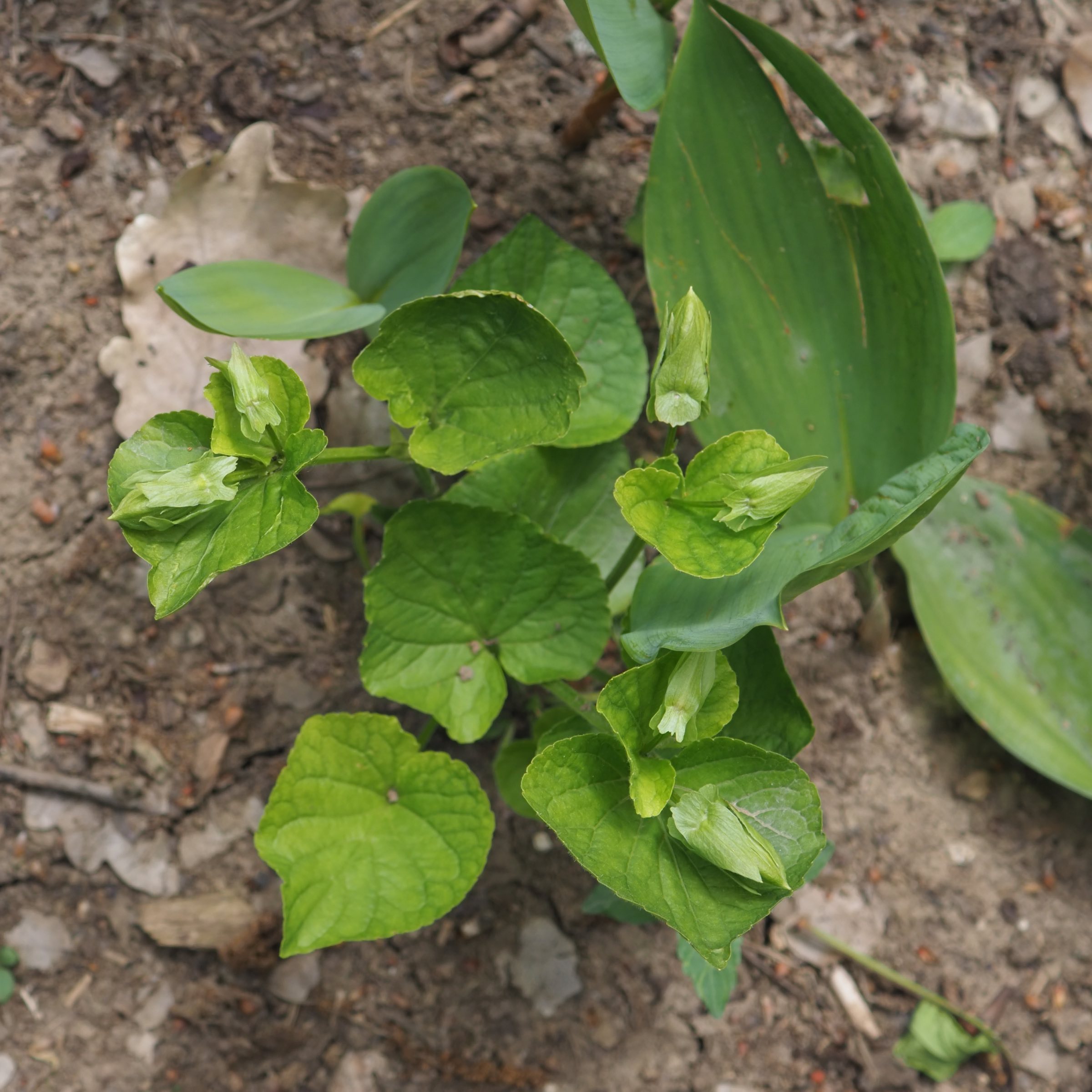 20210605_Viola mirabilis + Convallaria majalis.jpg