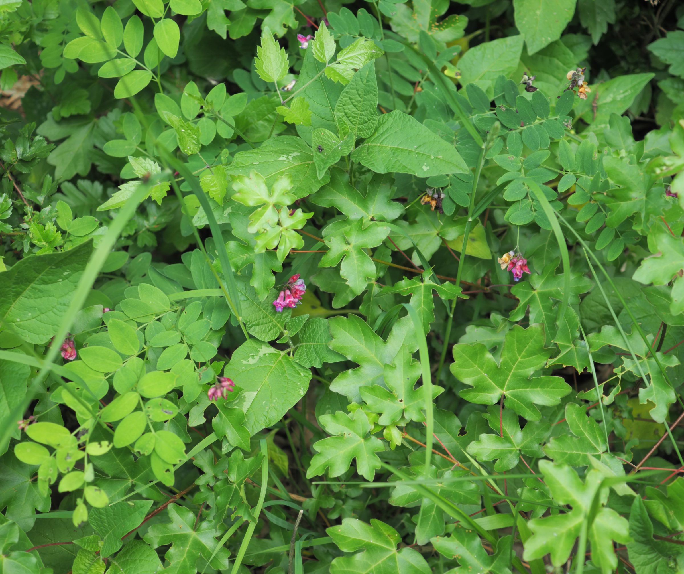 20210605_Lathyrus niger.jpg