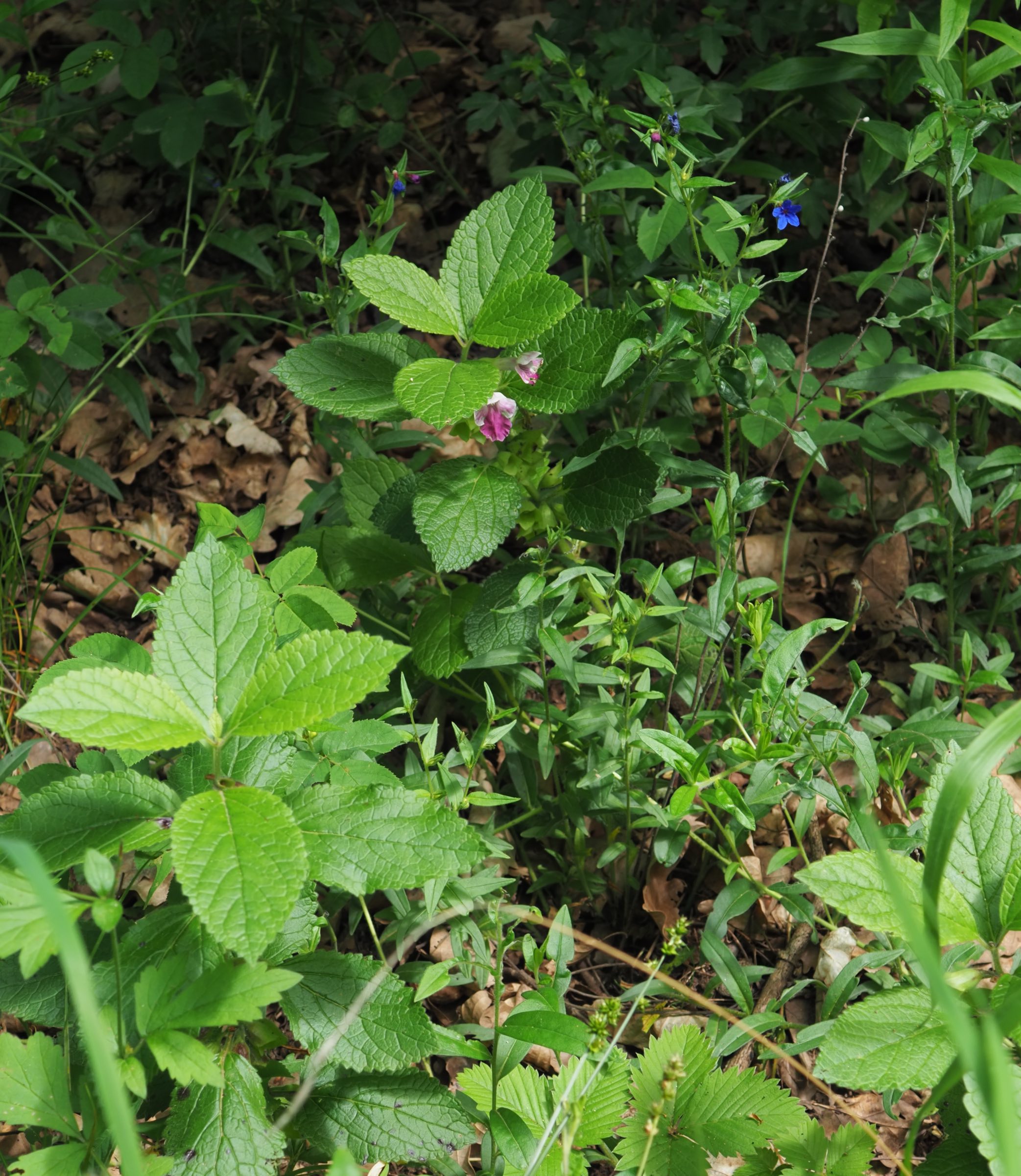 20210605_Melittis melissophyllum + Buglossoides purpurocaerulea - Aegonynchon p-um.jpg