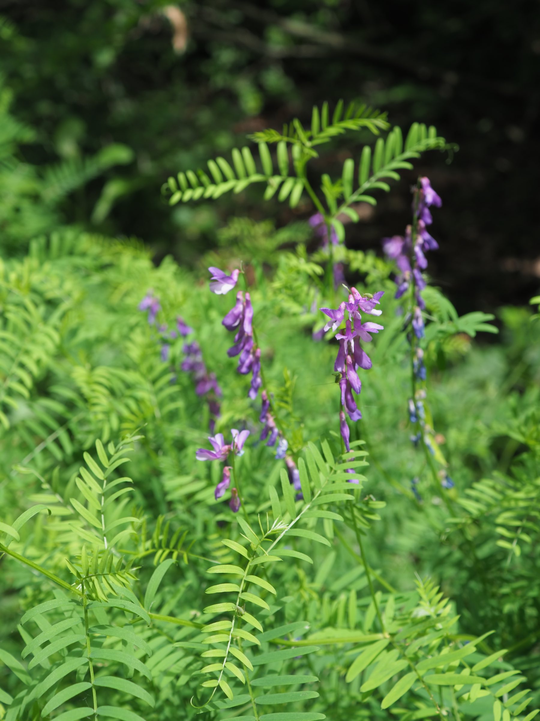 20210605_Vicia tenuifolia.jpg