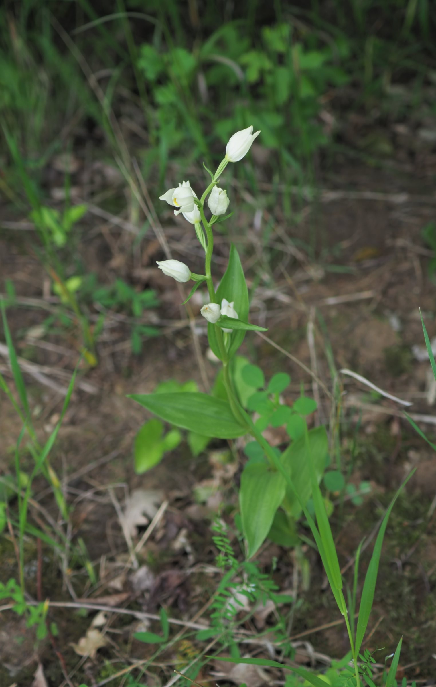 20210605_Cephalanthera damasonium.jpg