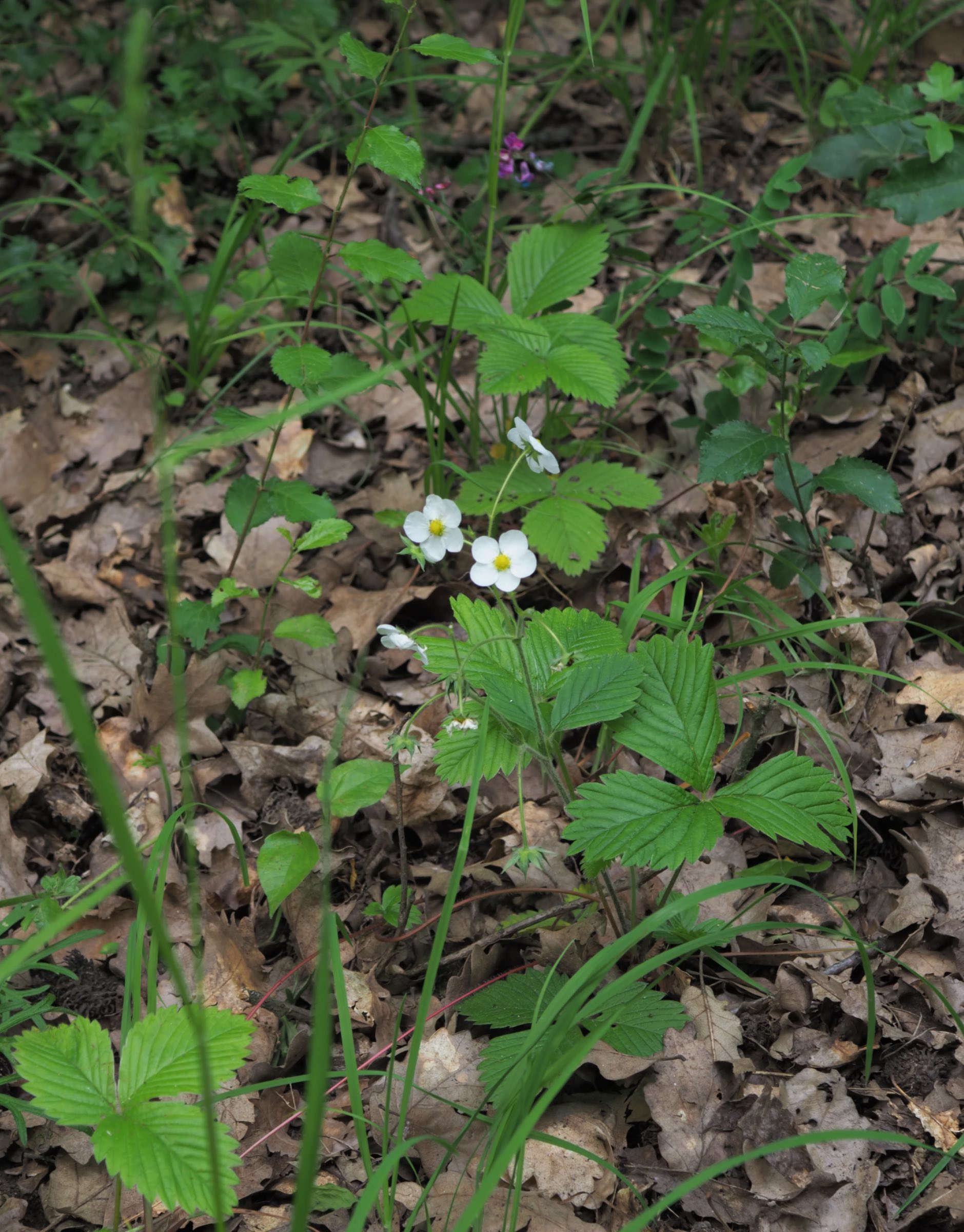 20210605_Fragaria moschata.jpg