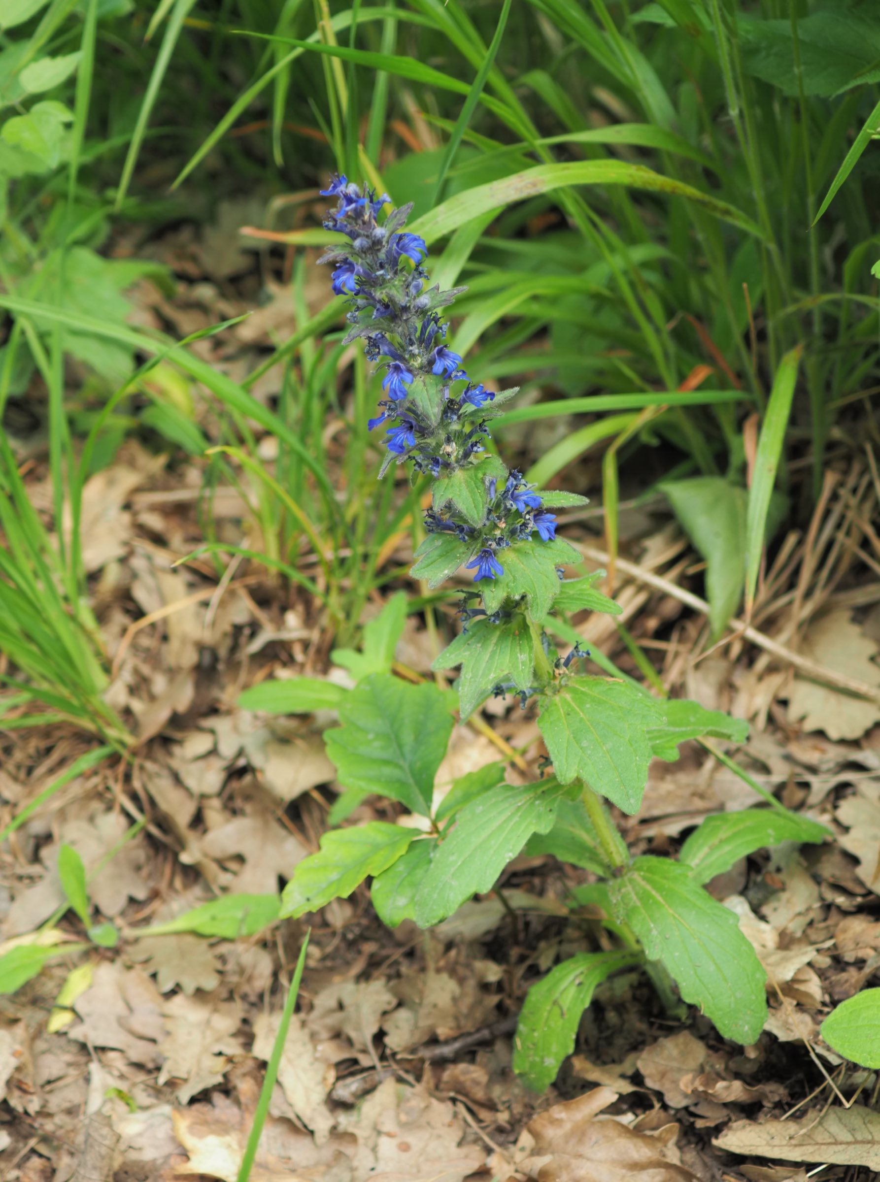 20210605__Ajuga geneviensis.jpg