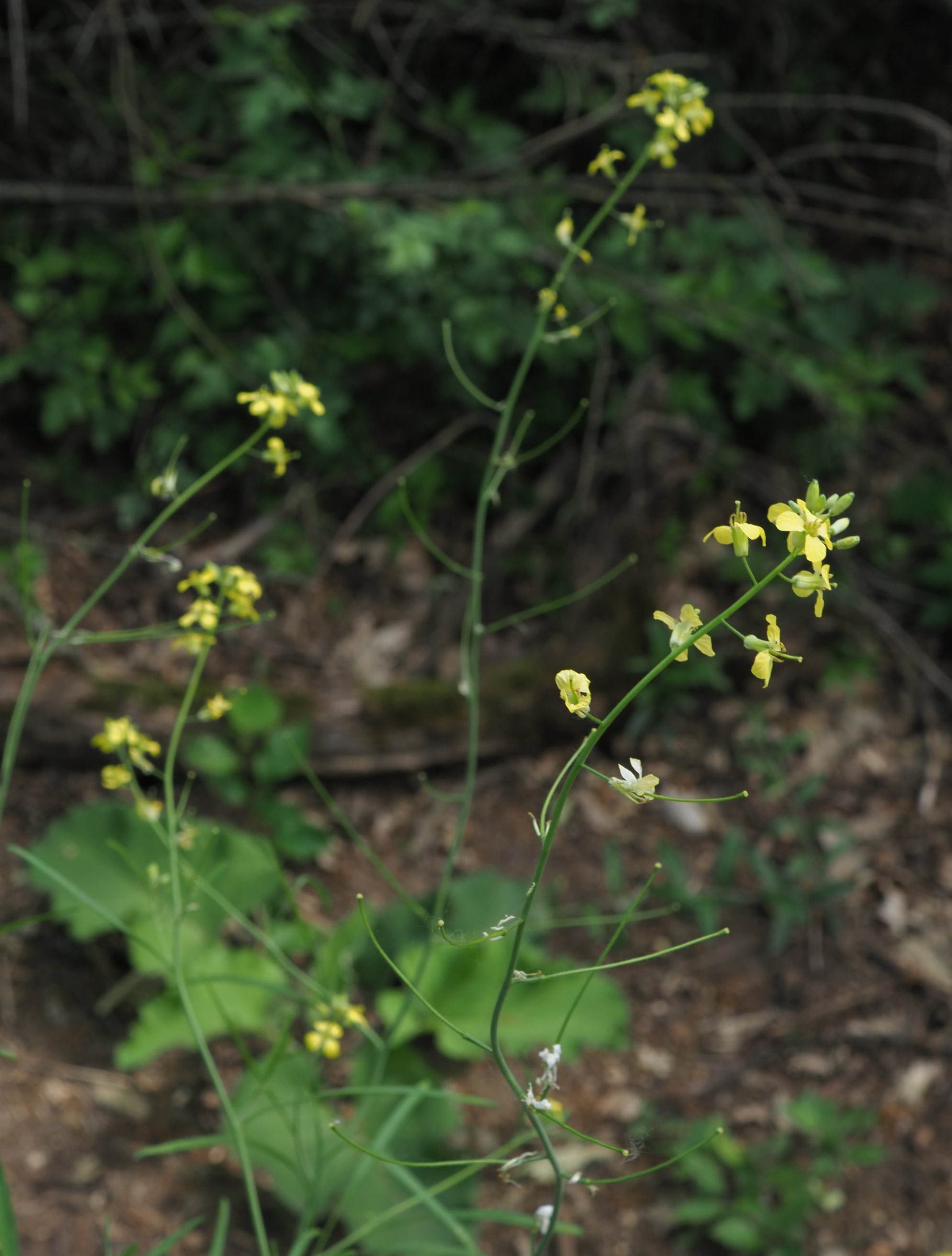 20210605_Sisymbrium cf orientale - Blütenstand.jpg