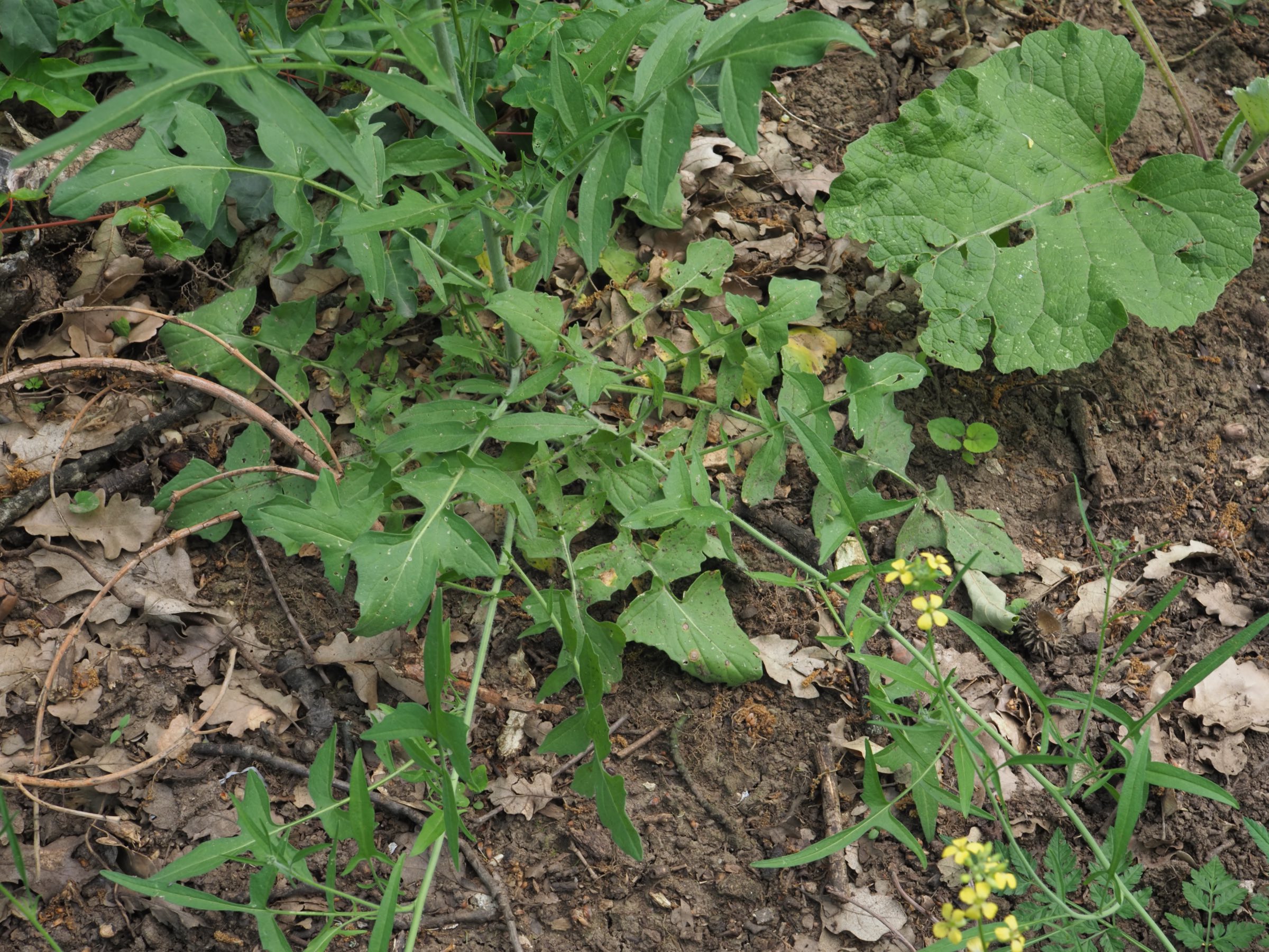 20210605_Sisymbrium cf orientale - Rosette - Cupulae Quercus cerris.jpg