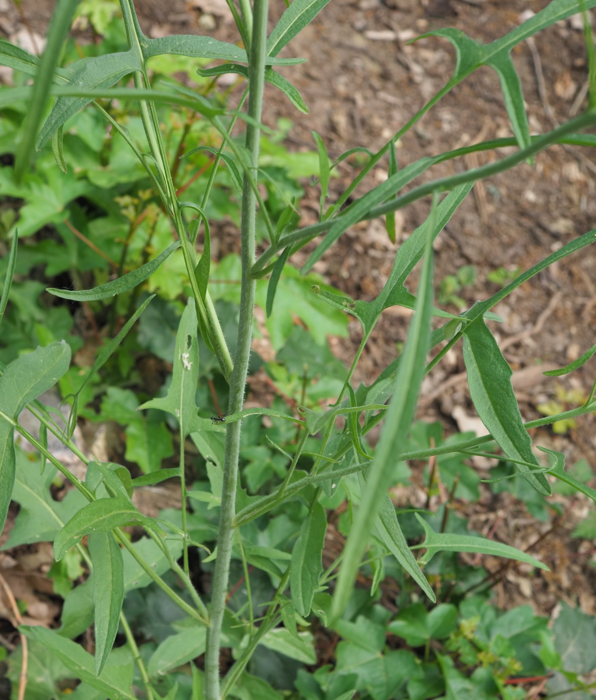 20210605_Sisymbrium cf orientale - mittlere StengelBl.jpg