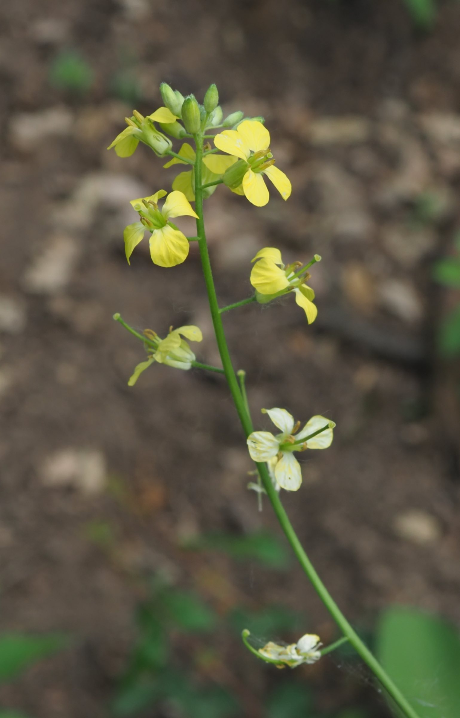 20210605_Sisymbrium cf orientale - Blüte.jpg