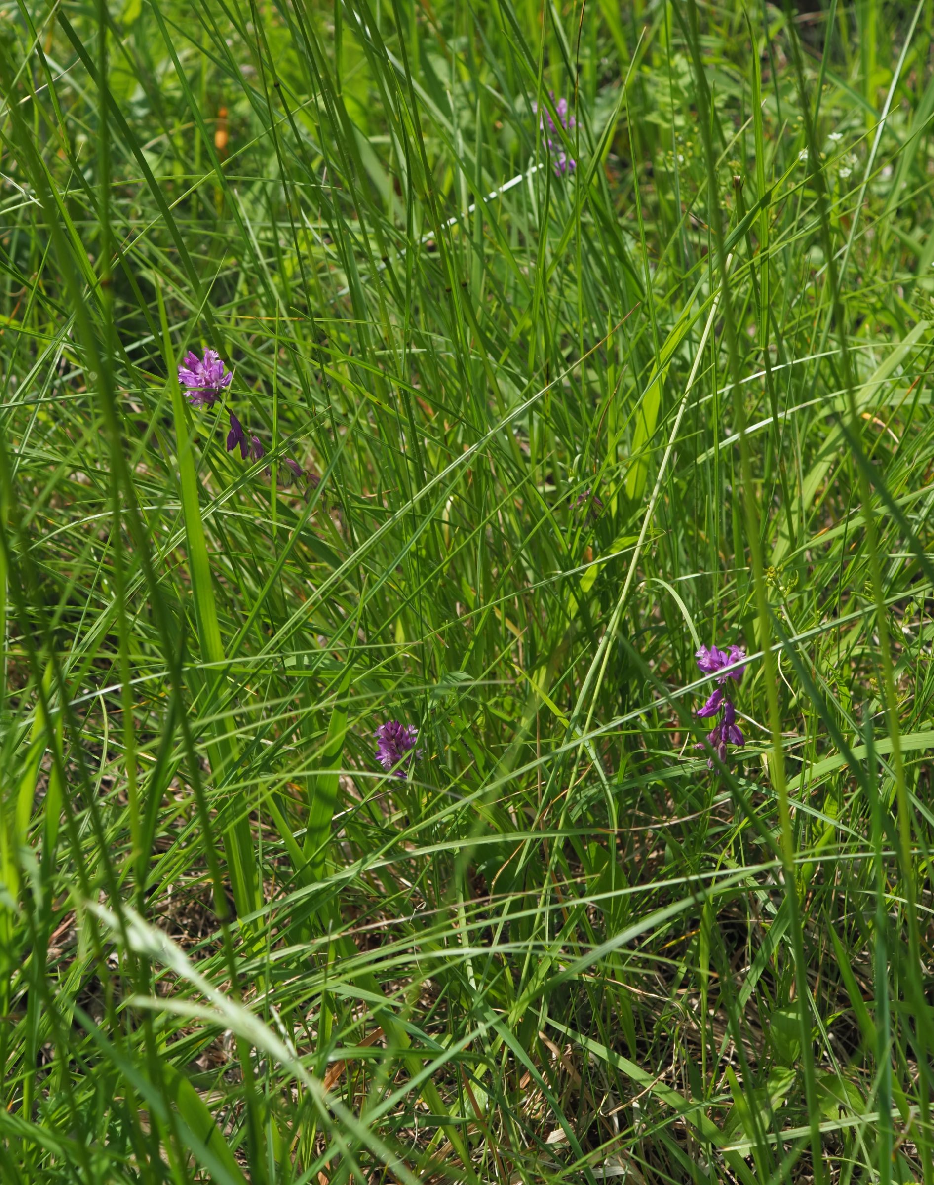 20210605_Polygala cf vulgaris.jpg