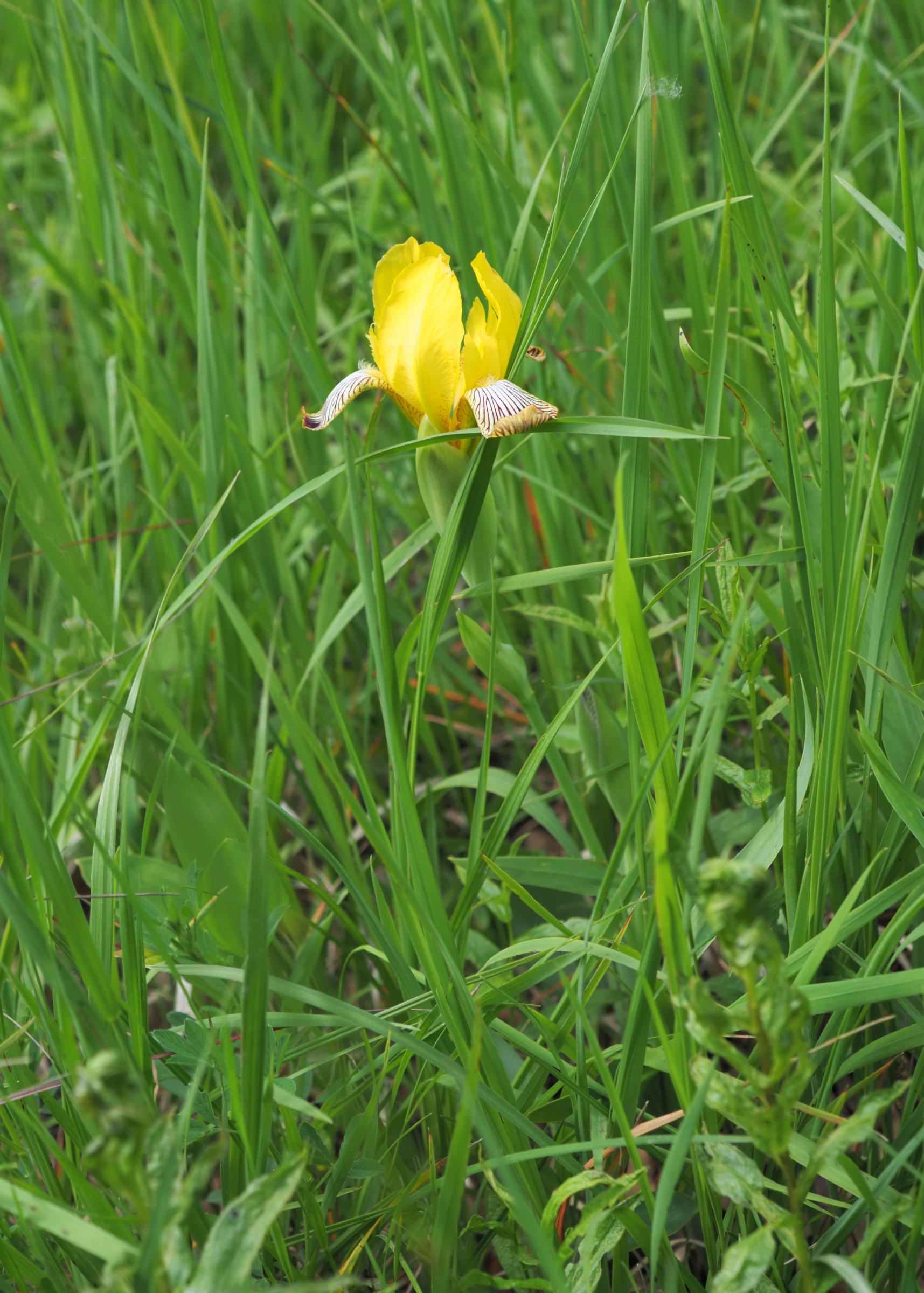 20210605_Iris variegata.jpg