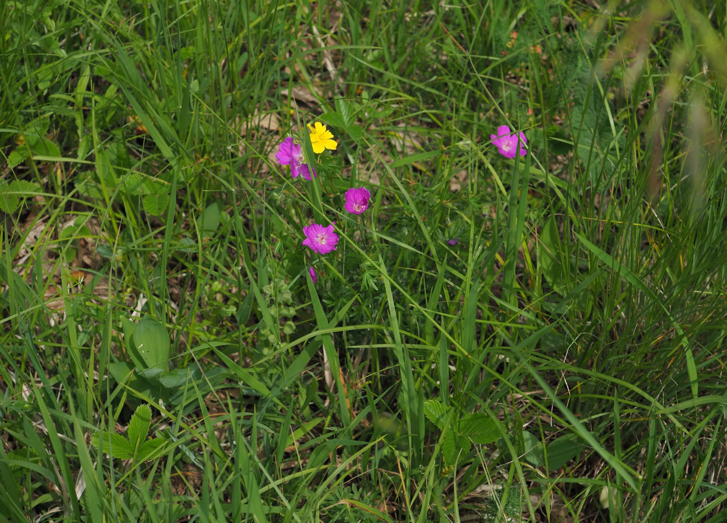 20210605_Geranium sanguineum - Fragaria viridis - Helianthemum nummularium subsp obscurum - Muscari neglectum - etc.jpg