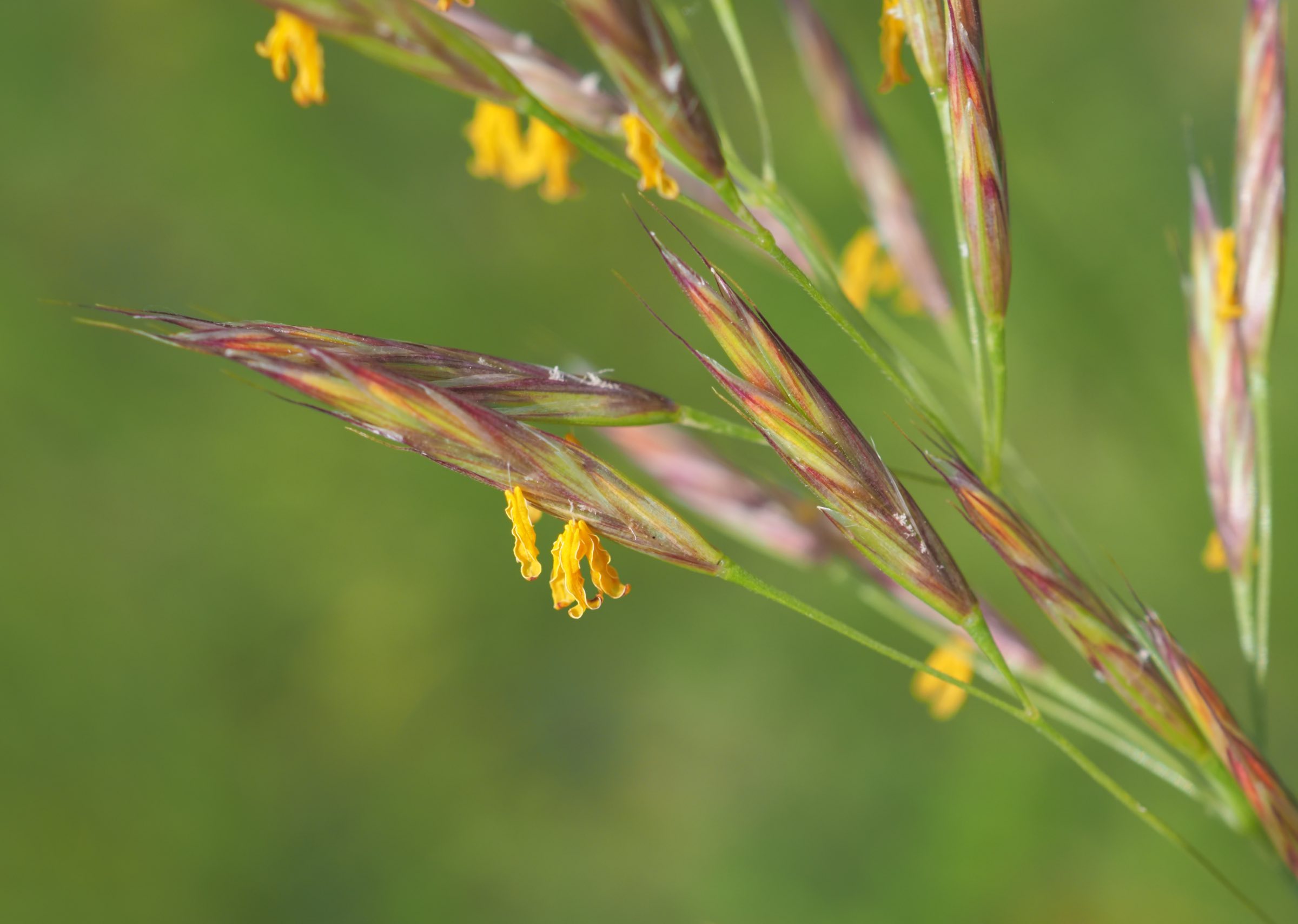 20210605_Bromus erectus - Blüte.jpg