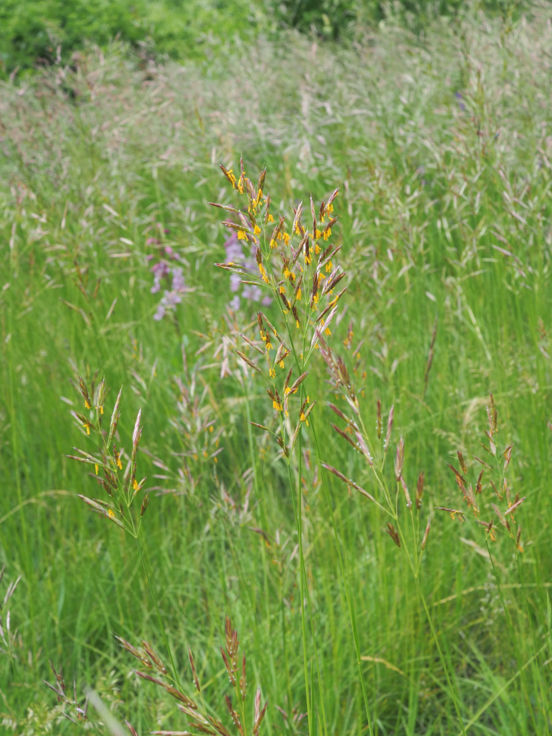 20210605_Bromus erectus - Mesobromion.jpg