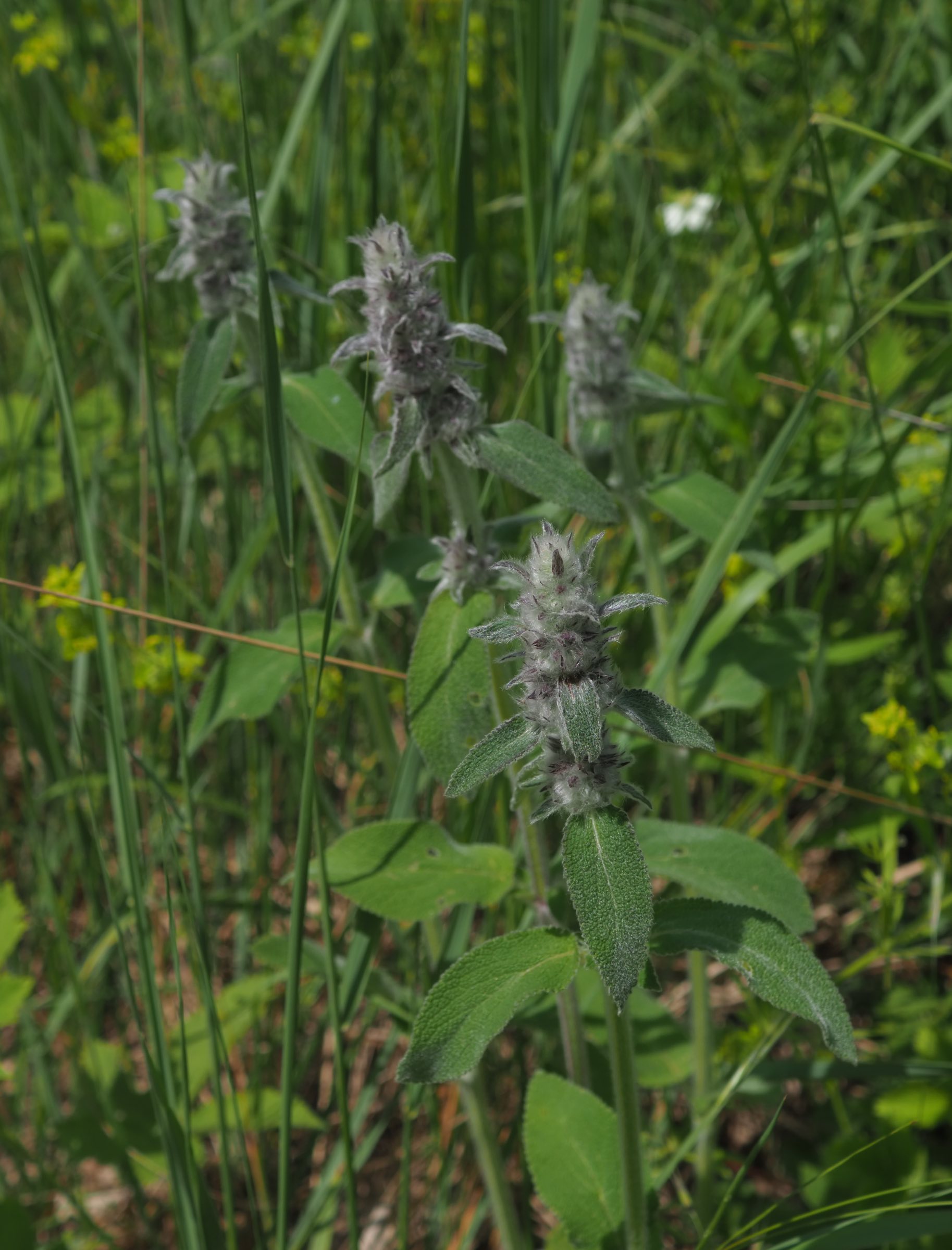 20210605_Stachys germanica.jpg