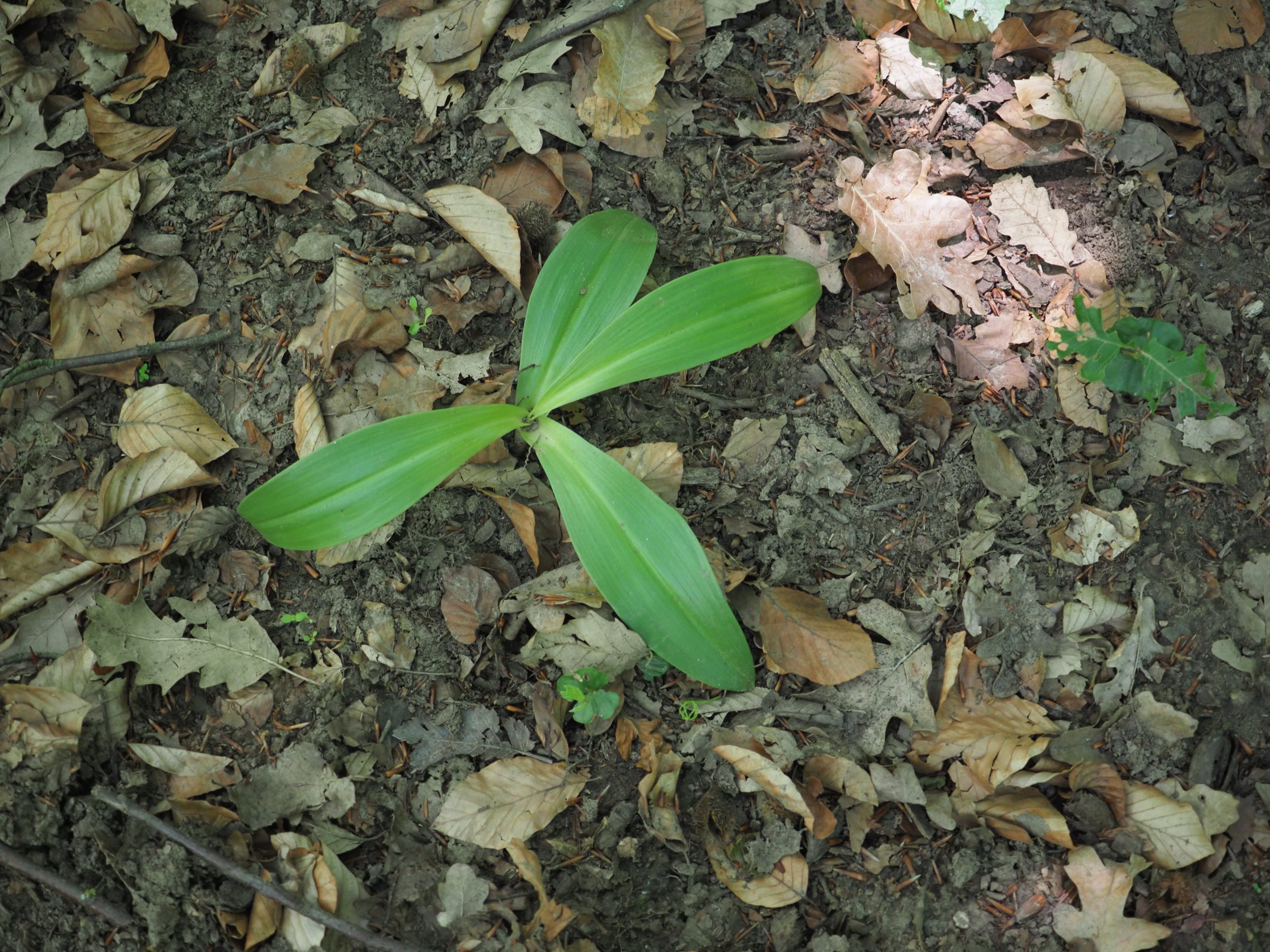 20210605_Orchis cf purpurea - im Eichen-Hainbuchenwald.jpg