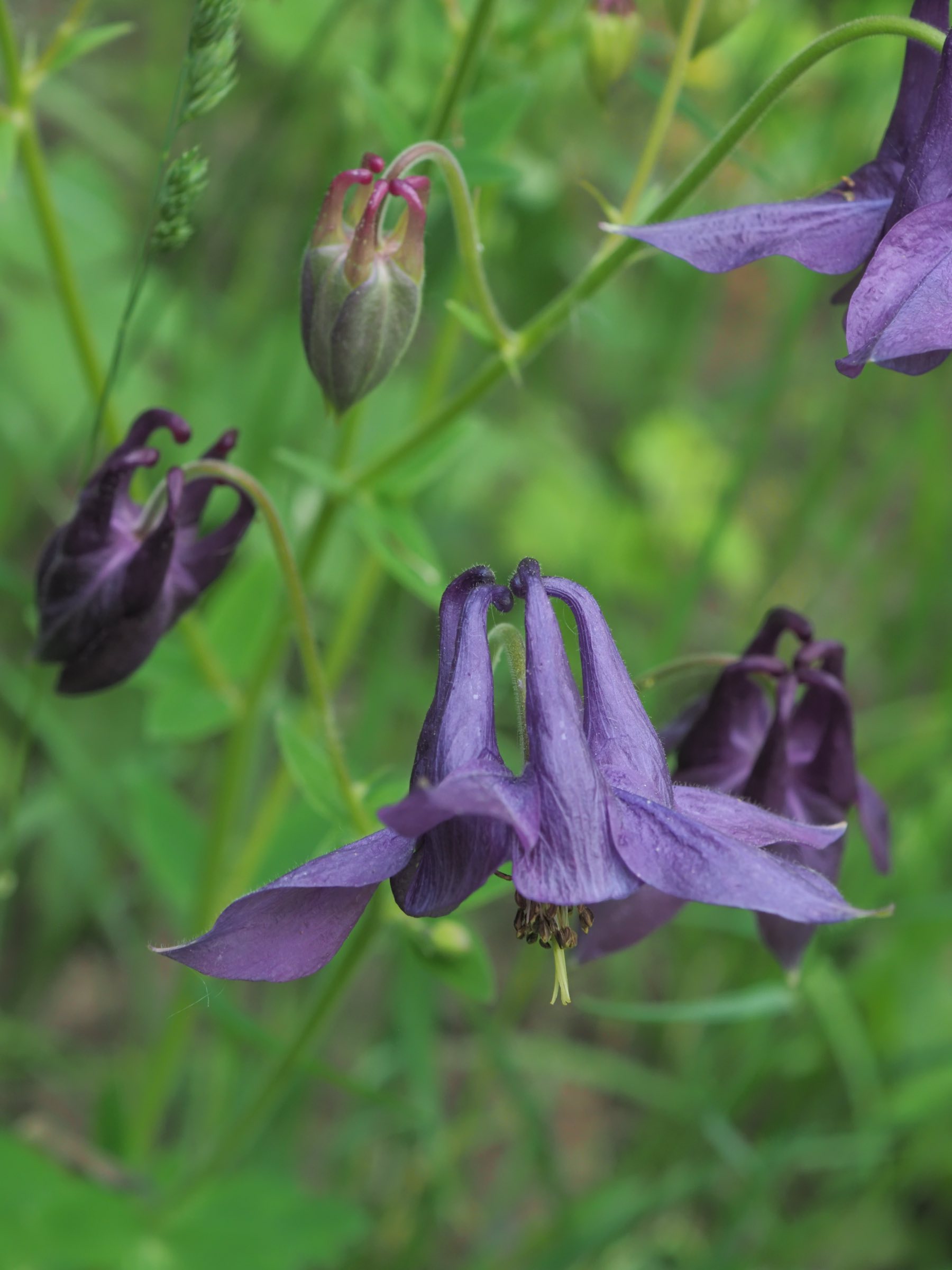 20210605_Aquilegia vulgaris.jpg