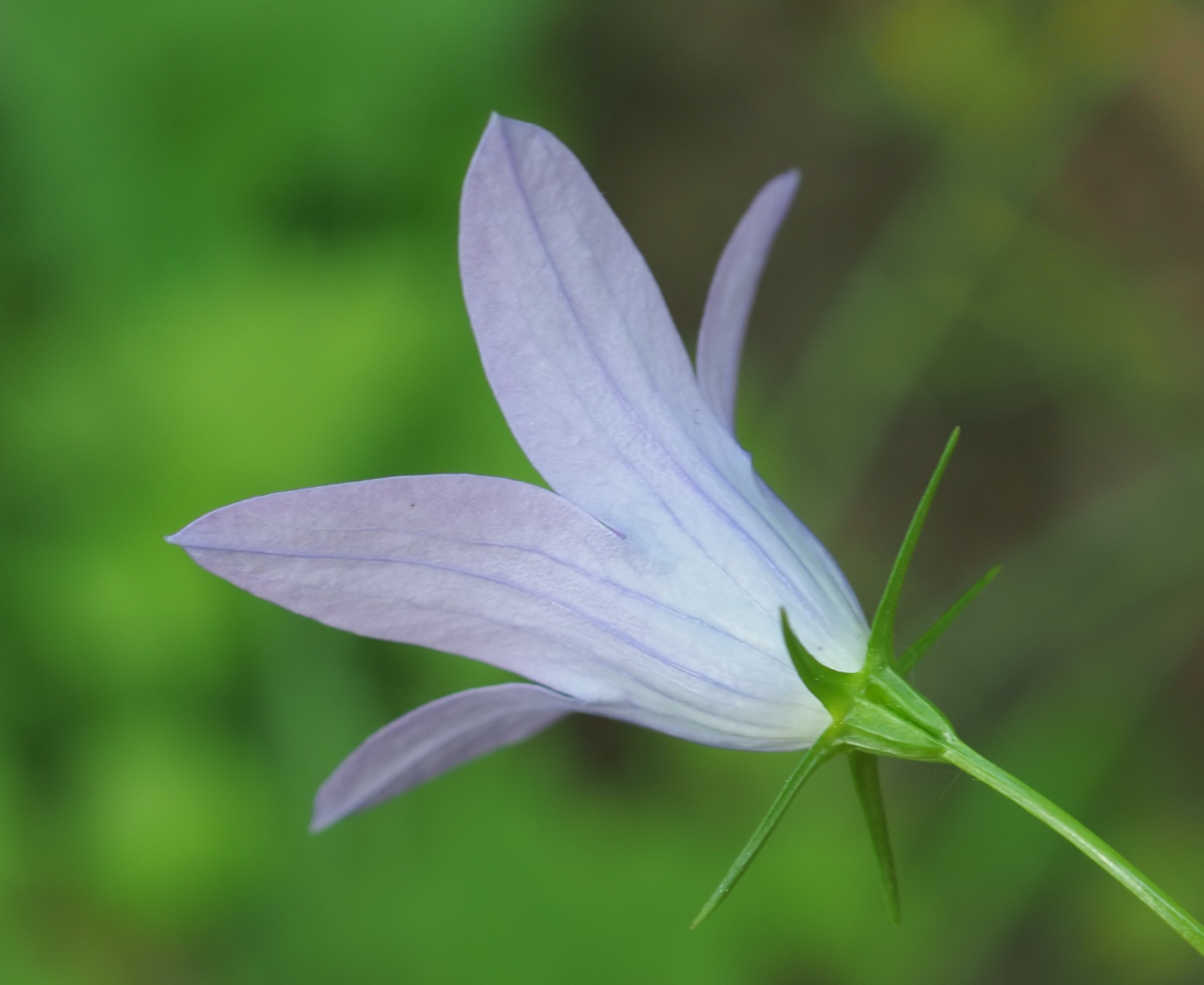 20210605_Campanula patula Blüte.jpg