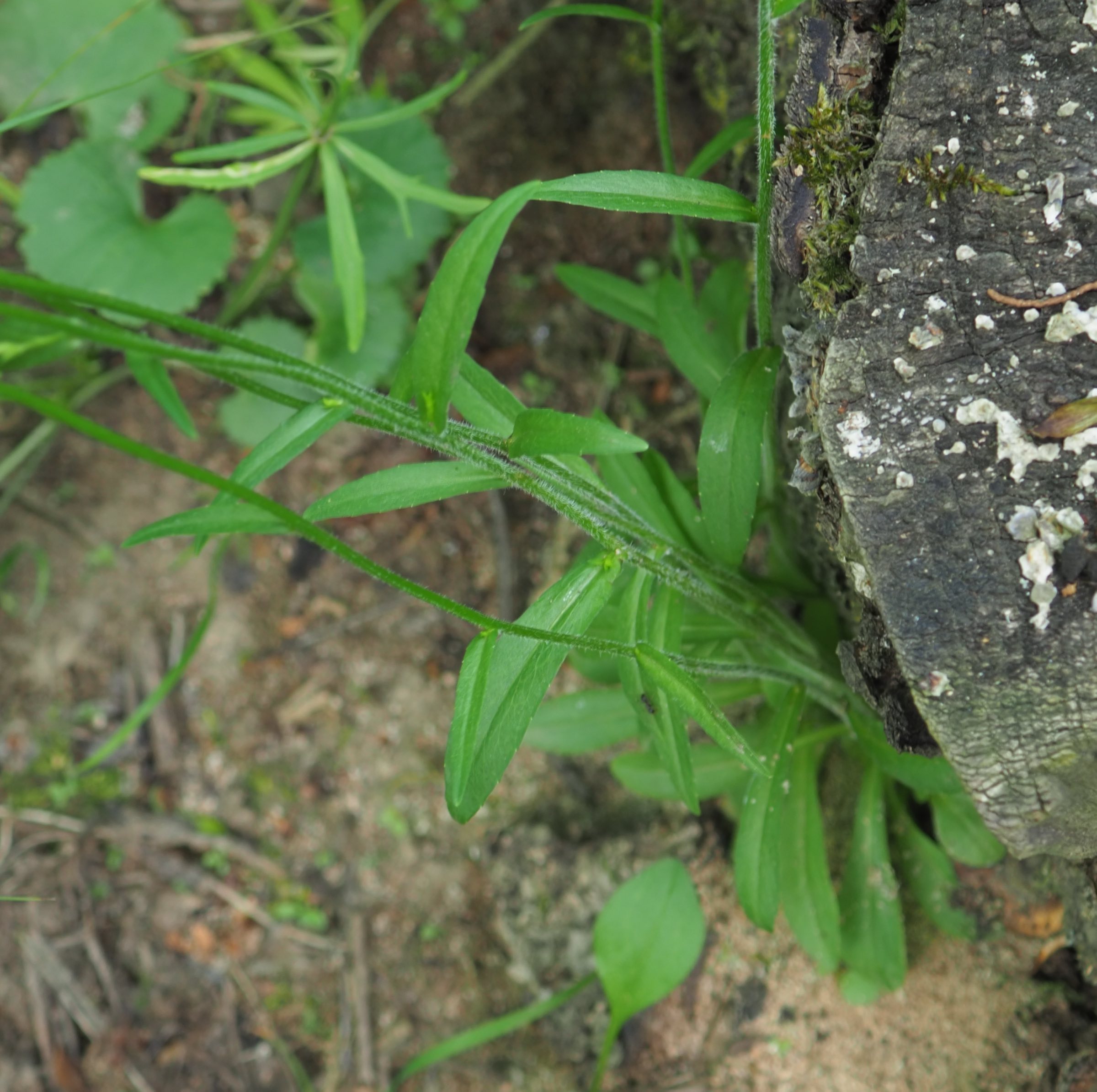 20210605_Campanula patula LB.jpg