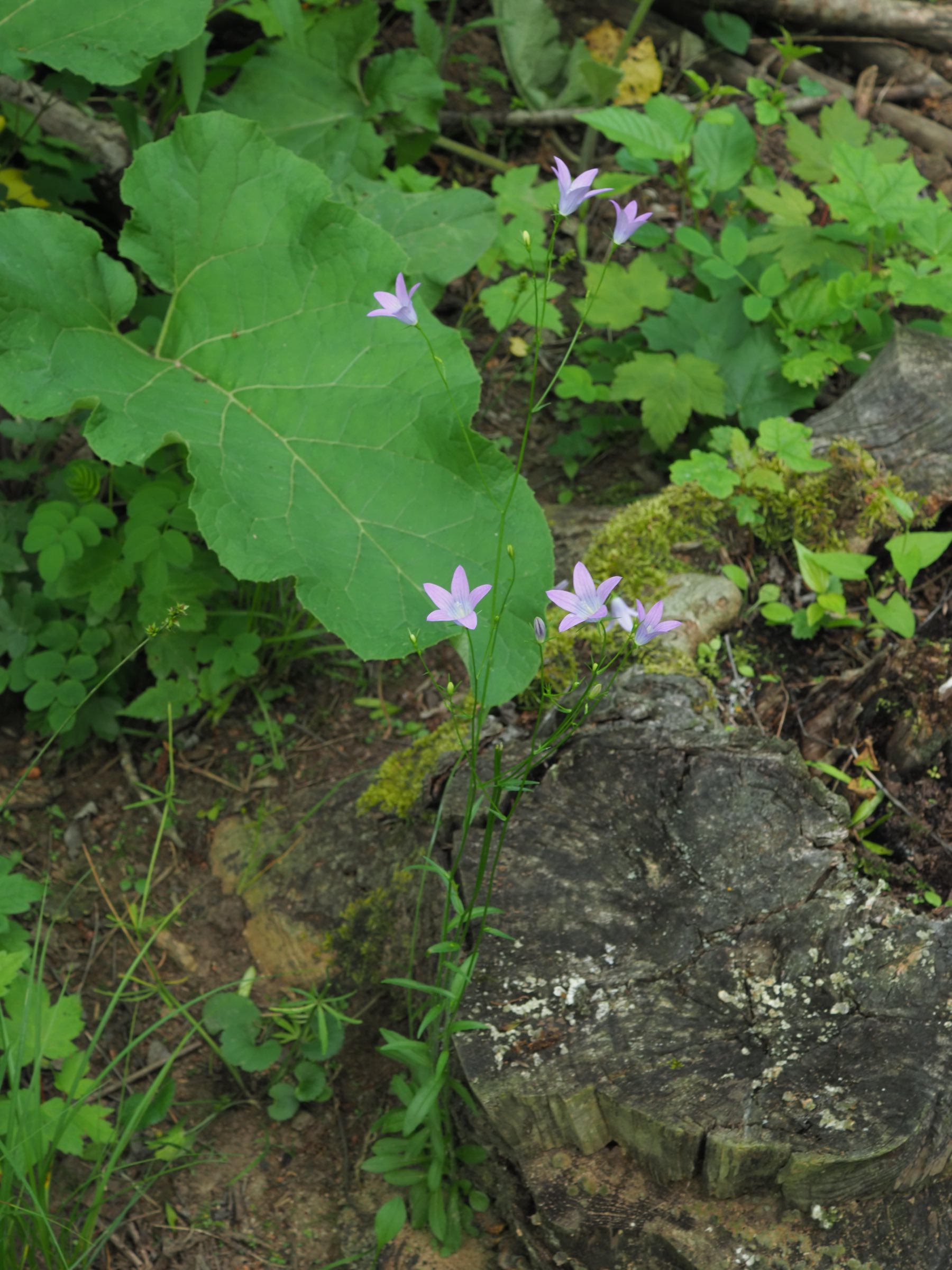 20210605_Campanula patula.jpg