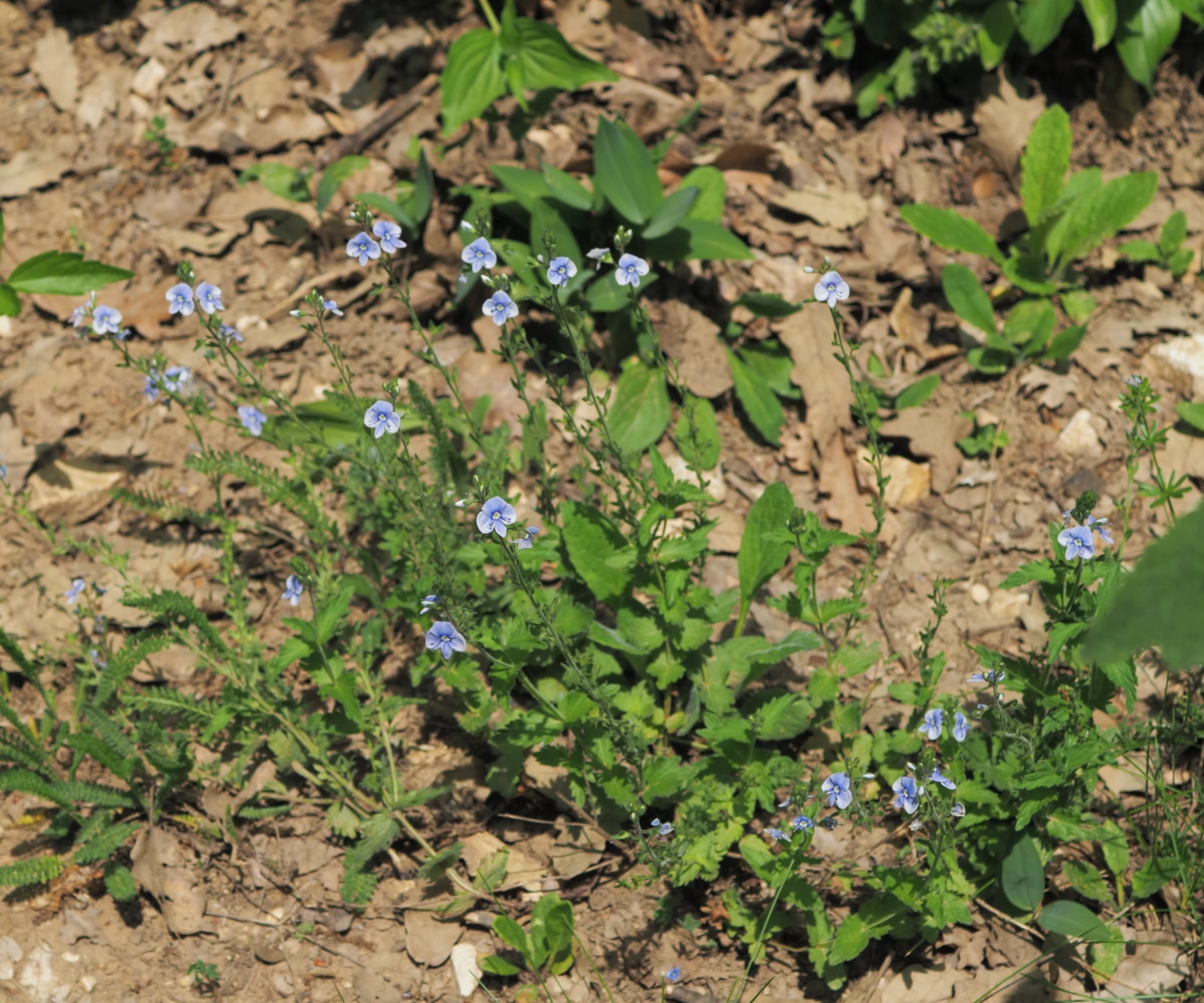 20210605_Veronica vindobonensis.jpg