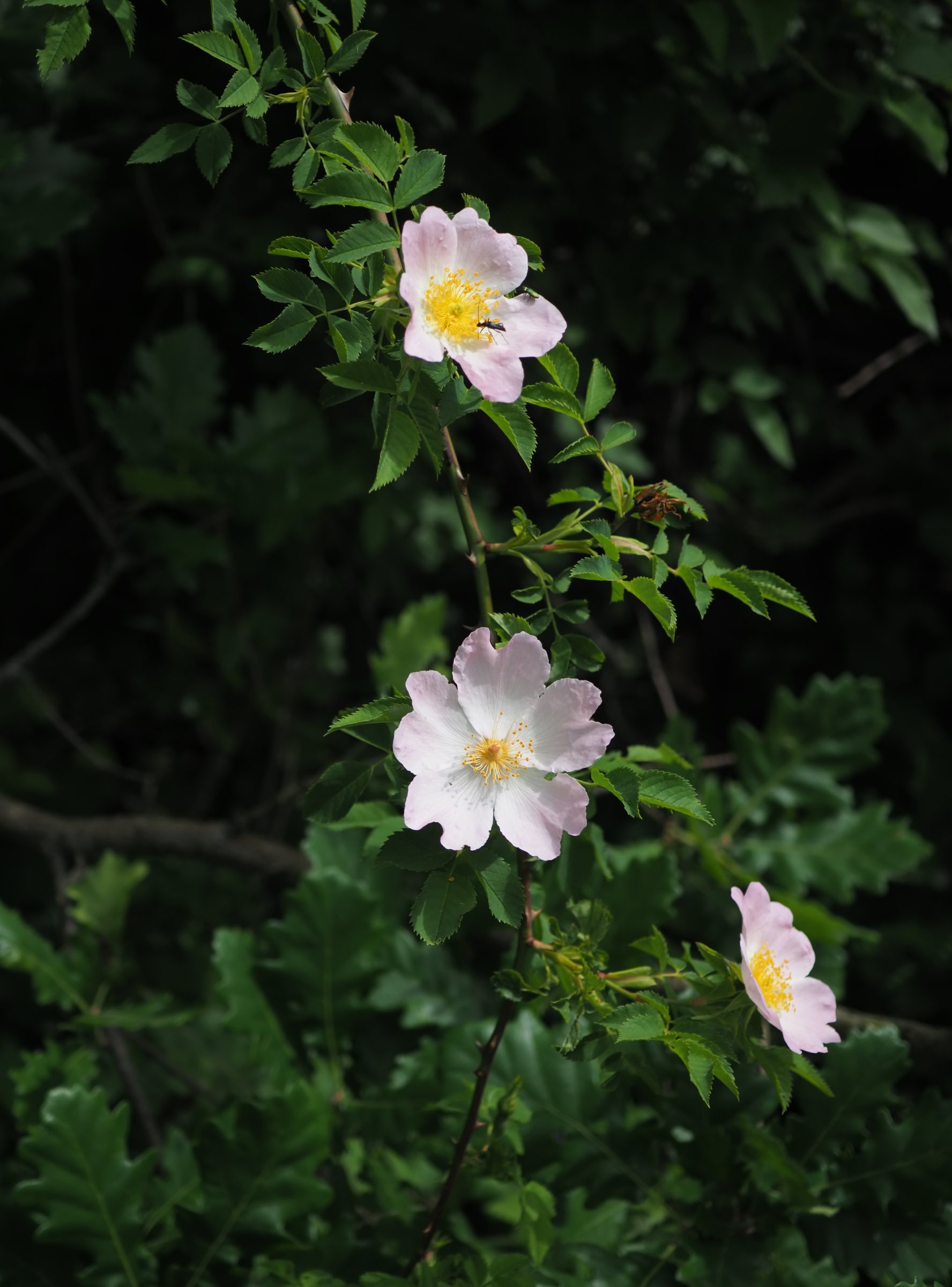 20210605_Rosa canina agg.jpg