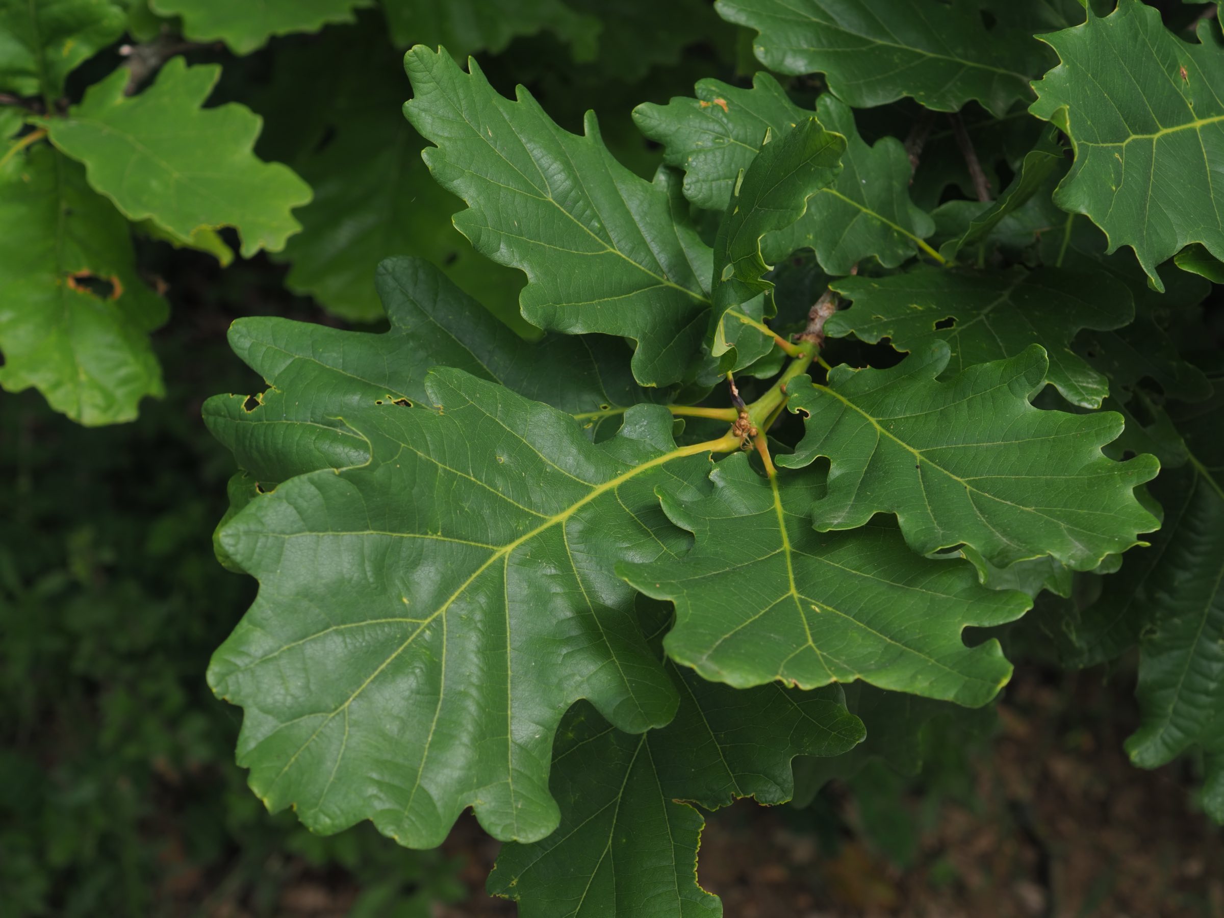 20210605_Quercus petraea.jpg