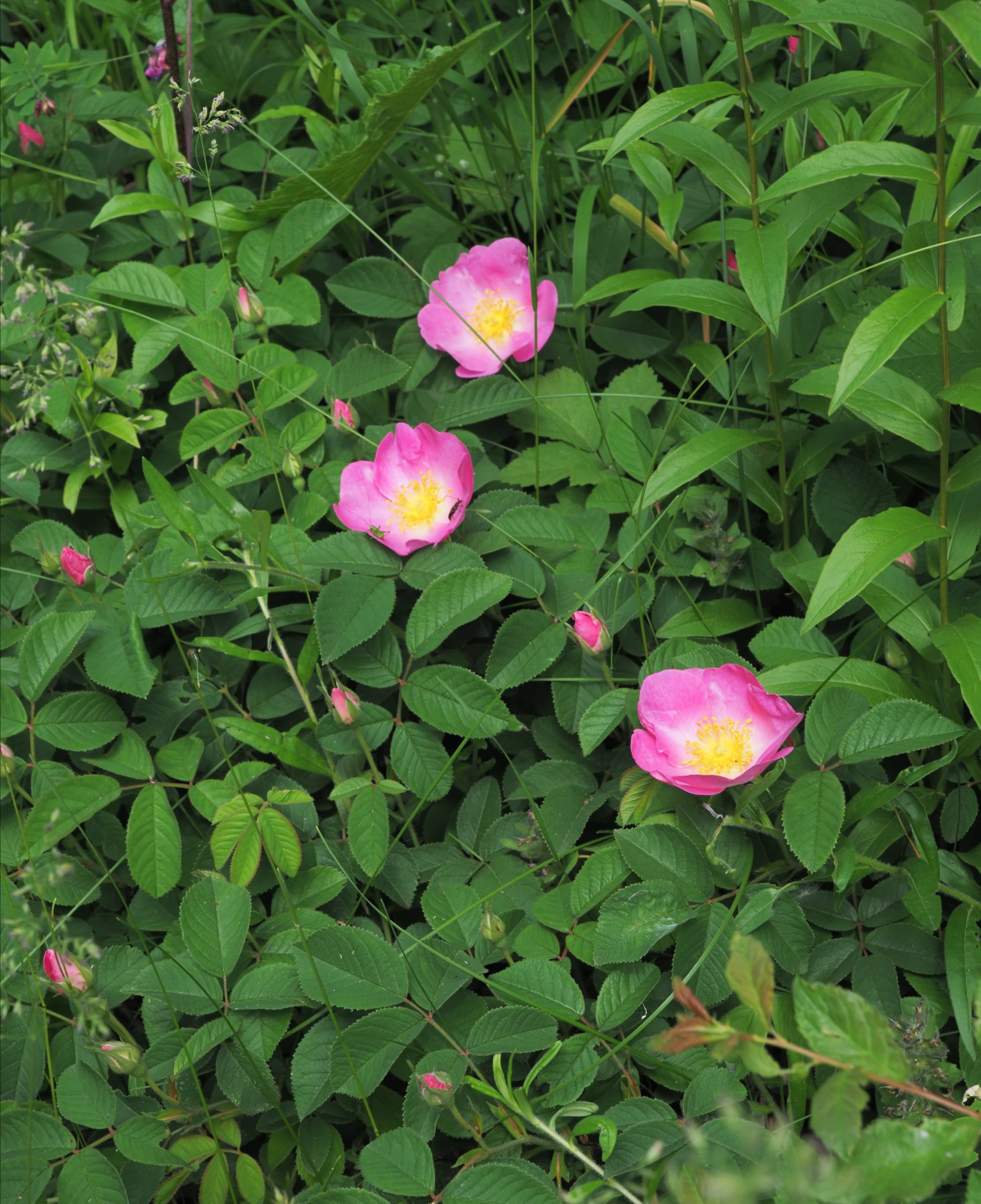 20210605_Rosa sp.jpg