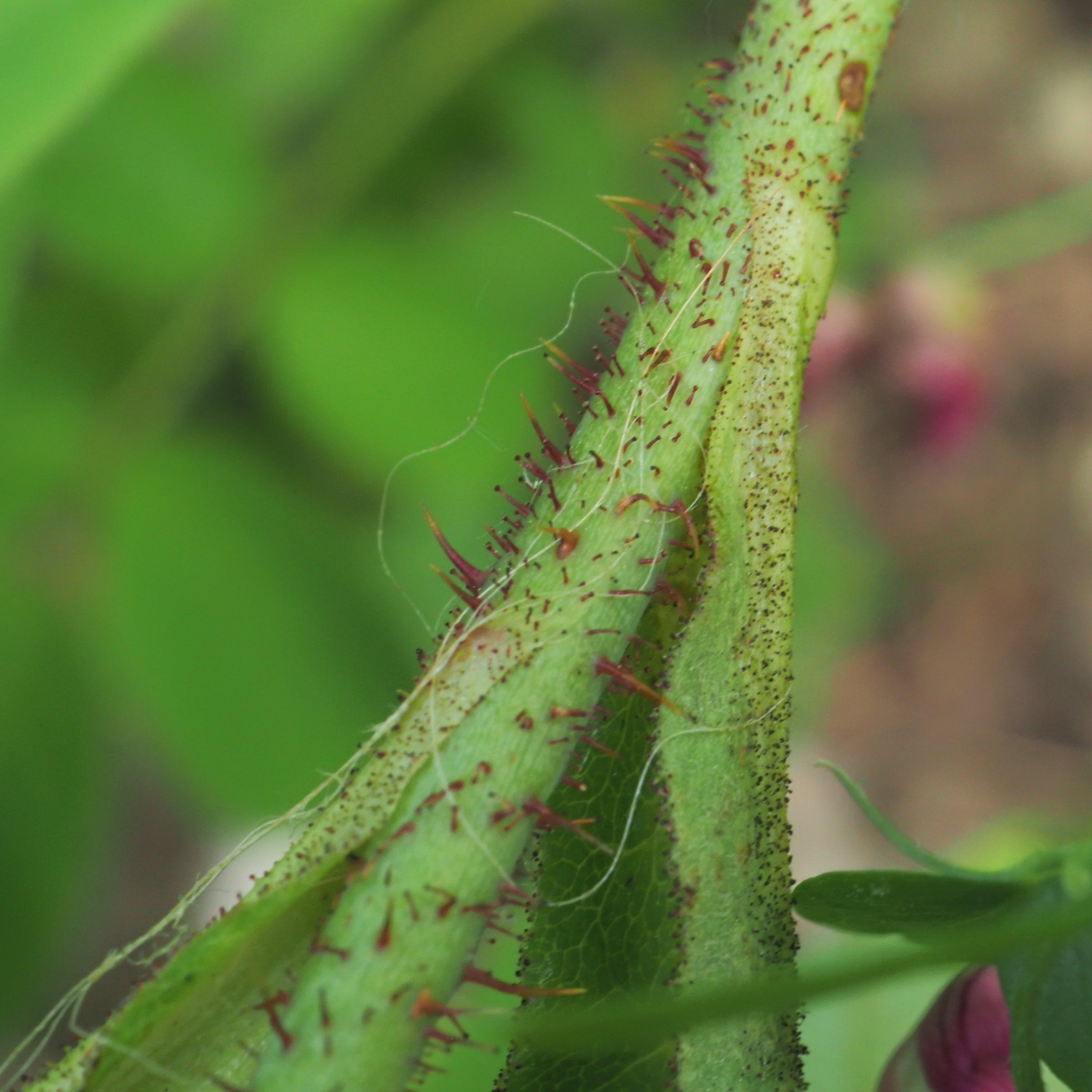 20210605_Rosa sp - Stacheln + Drü.jpg