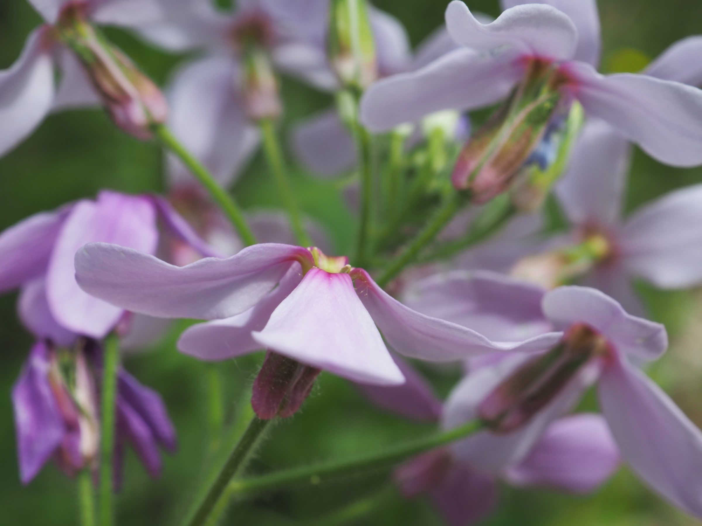 20210605_Hesperis sylvestris.jpg