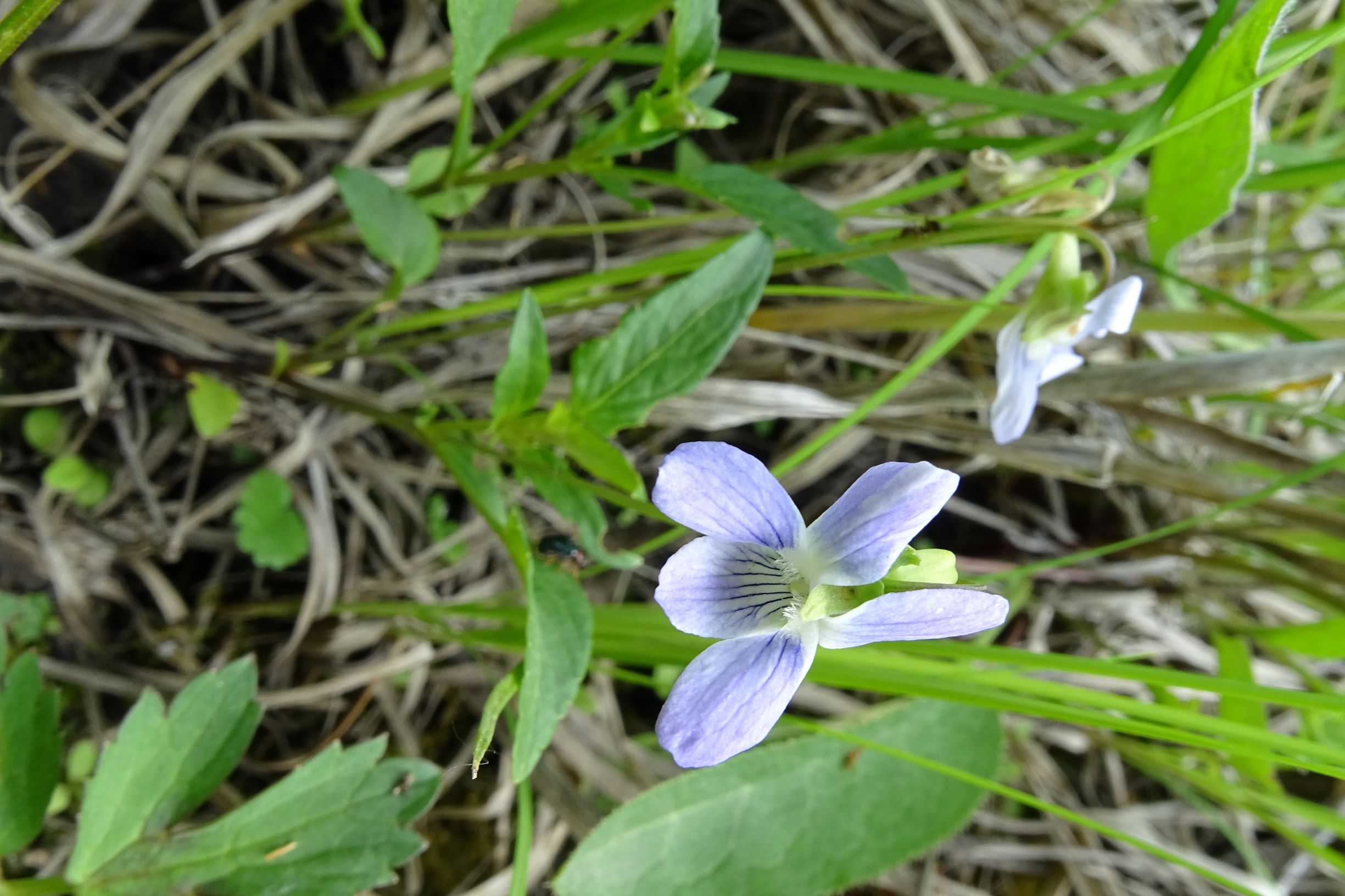 DSC00014 viola cf. pumila, NO-leithagebirge, 2021-06-11.JPG