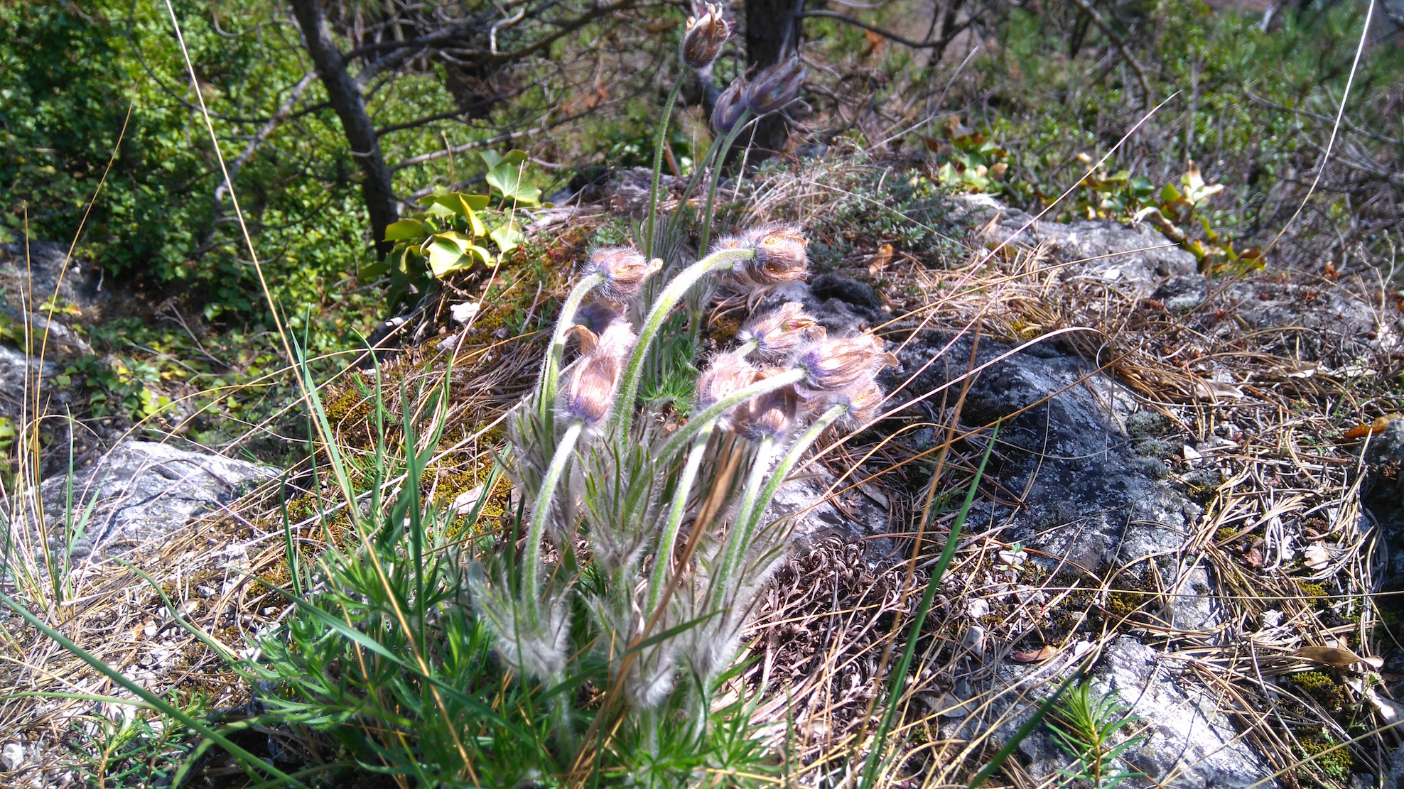 pulsatilla grandis_7754.JPG