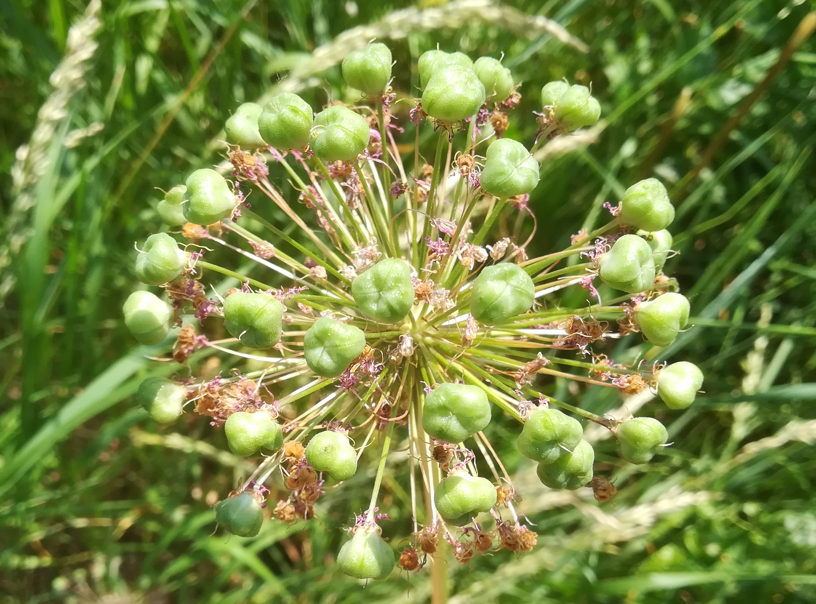 allium stipitatum um donaustadtbrücke donauinsel_20210612_102337.jpg