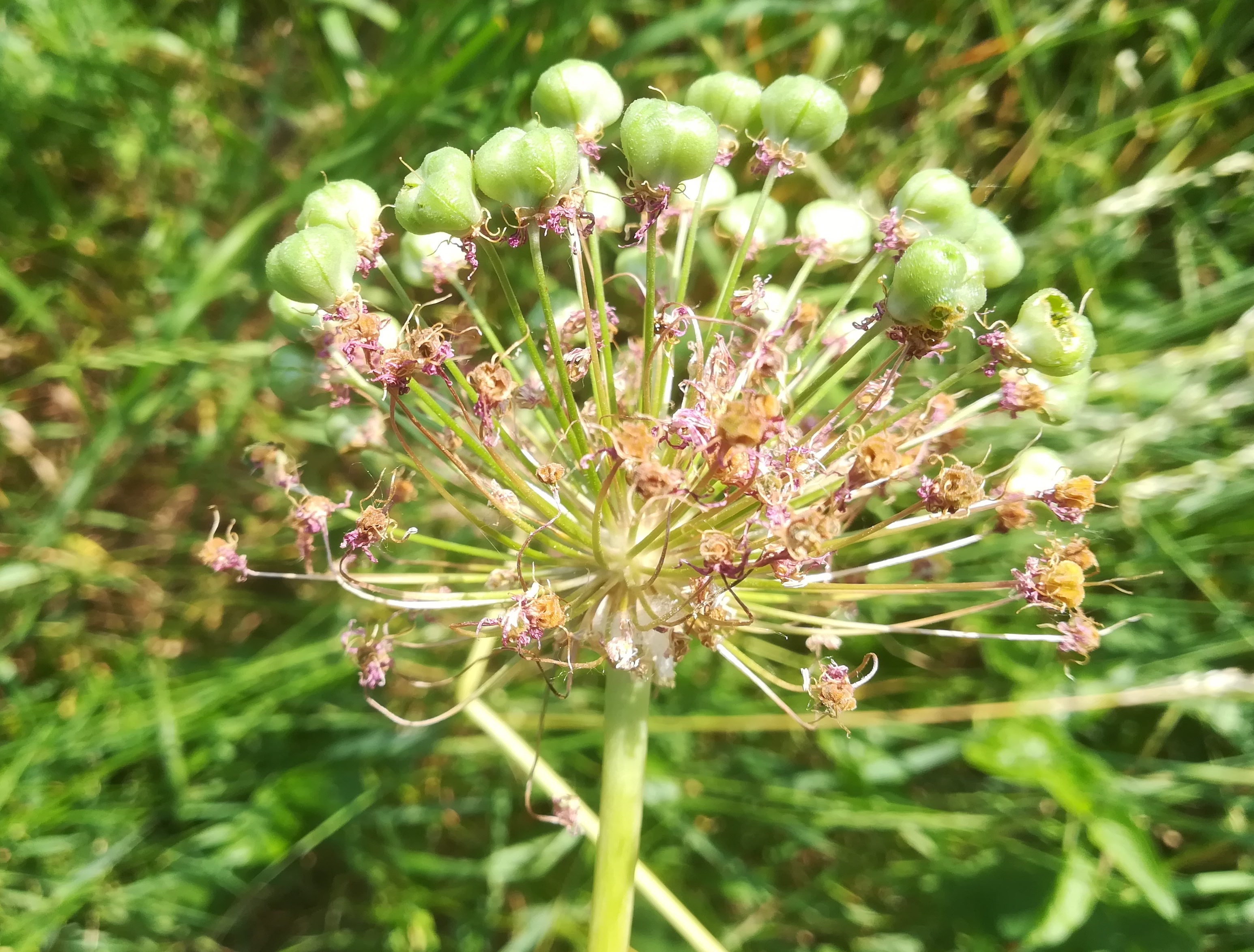 allium stipitatum um donaustadtbrücke donauinsel_20210612_102330.jpg