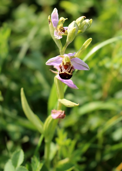 W23 - 08062021 - (44) - Ophrys apifera - Bienen-Ragwurz.JPG
