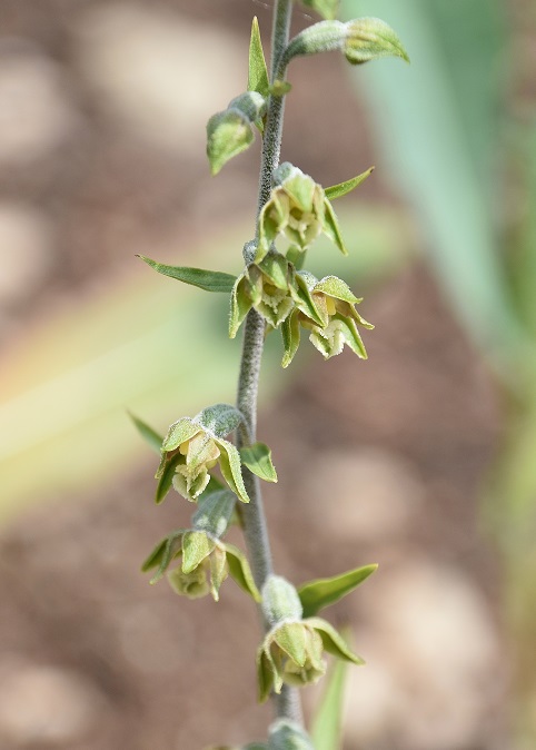 W23 -  12062021 - (8) -  Epipactis microphylla - Kleinblatt-Ständelwurz.JPG