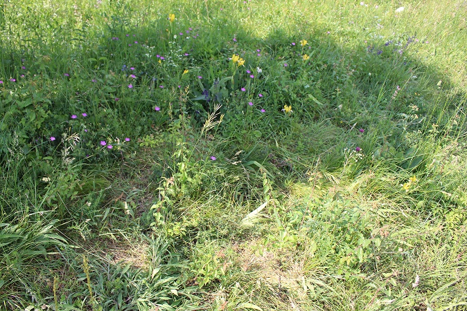 W23 - 08062021 - (25) - Iris variegata - Bunt-Schwertlilie - Trittschäden.JPG