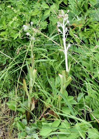 Bez. Baden - 12062021 - (39) - Himantoglossum adriaticum - Adria-Riemenzunge - Trittschäden.JPG