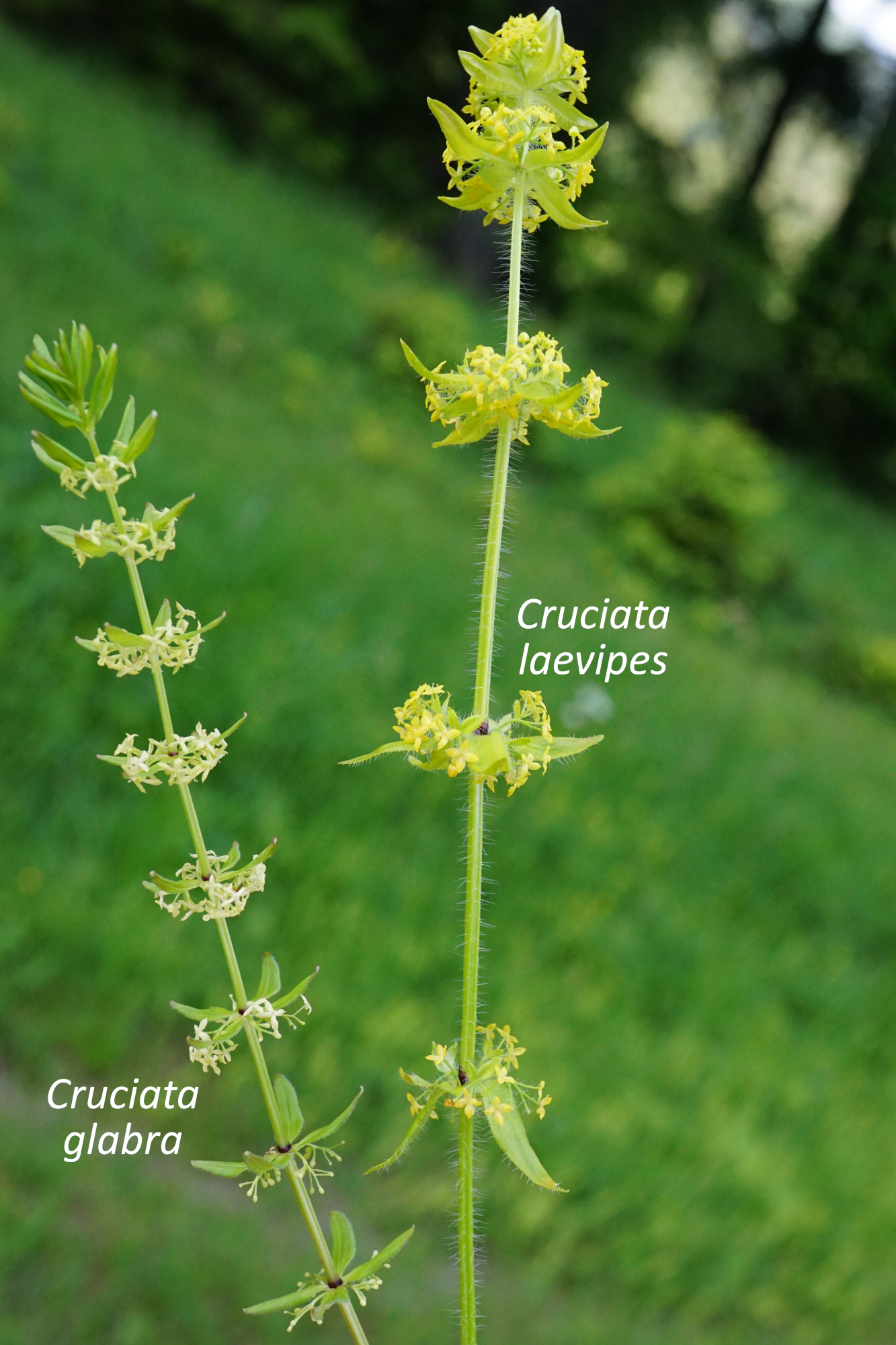 210615_Cruciata glabra & laevipes_Rax_A.JPG