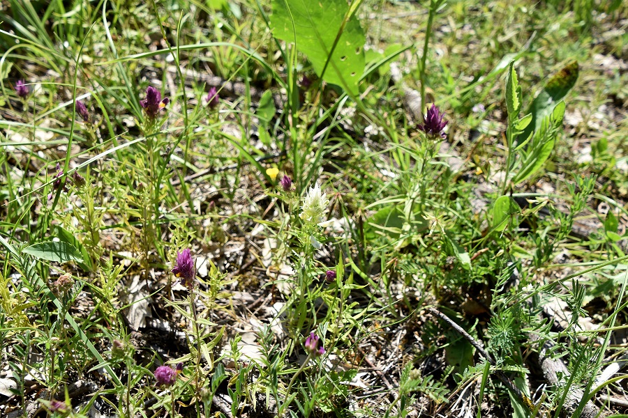 Eisenstadt - 13062021 -(19) - - Melampyrum arvense - Acker-Wachtelweizen Alba.JPG