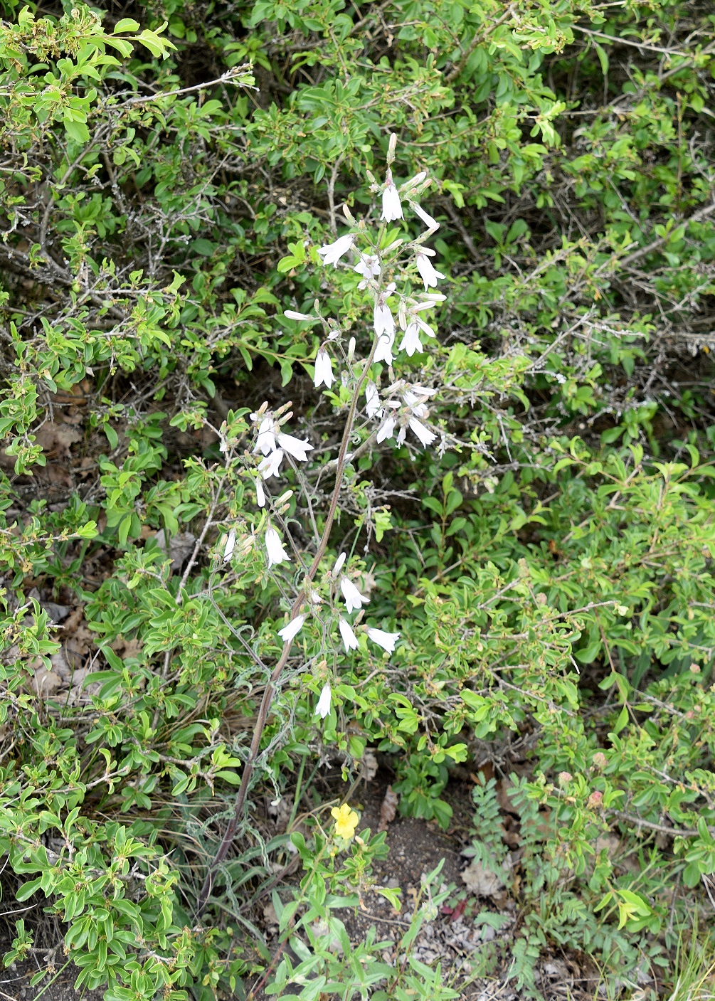 Pfaffstätten - 22052021 - (34) - Campanula sibirica -Steppen Glockenblume - Alba.JPG