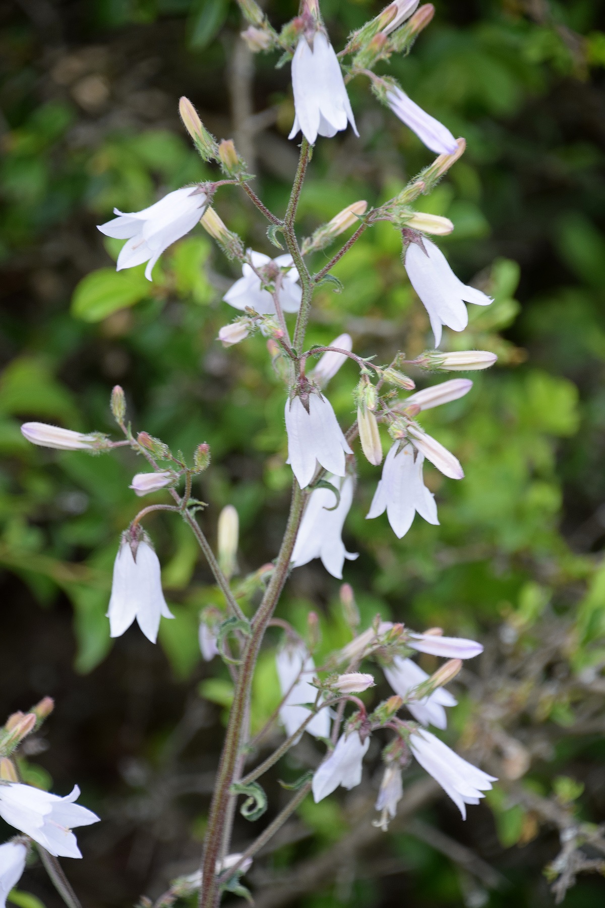 Pfaffstätten - 22052021 - (35) - Campanula sibirica -Steppen Glockenblume - Alba.JPG