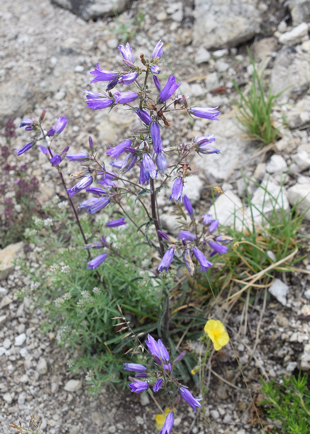 Pfaffstätten - 22052021 - (33) - Campanula sibirica -Steppen Glockenblume - Alba.JPG