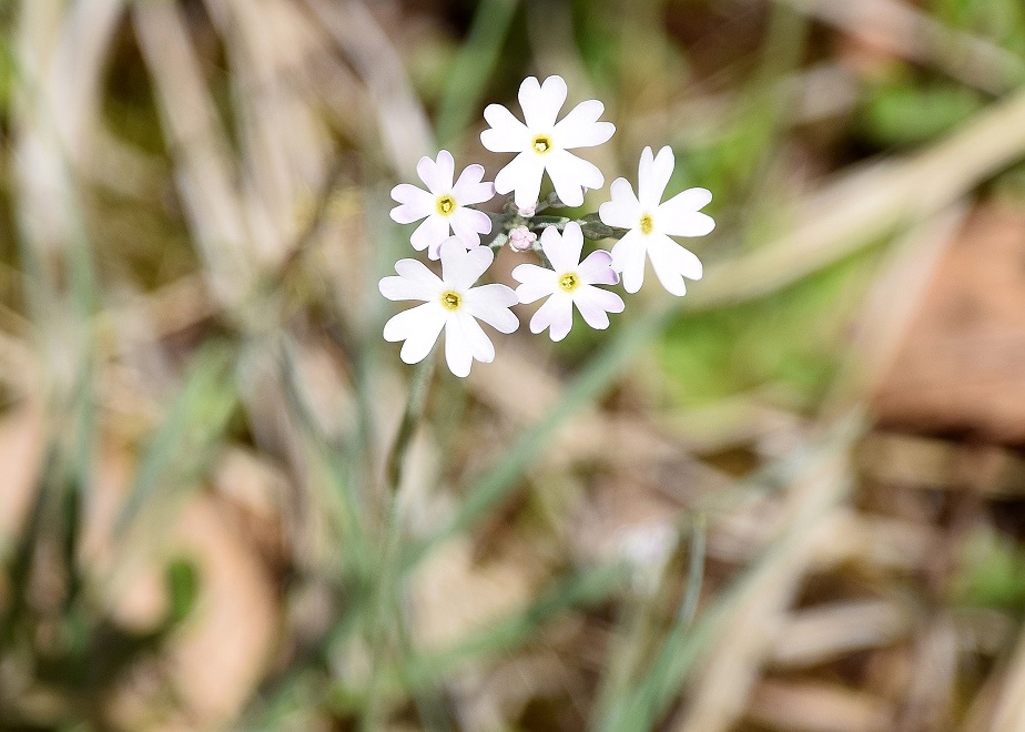 Ulreichsberg - 03062021 - (41) -  - Primula farinosa - Mehlprimel.JPG