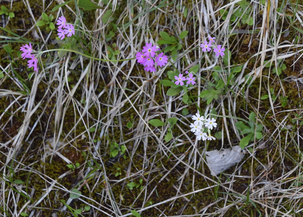 Ulreichsberg - 03062021 - (42) -  - Primula farinosa - Mehlprimel.JPG