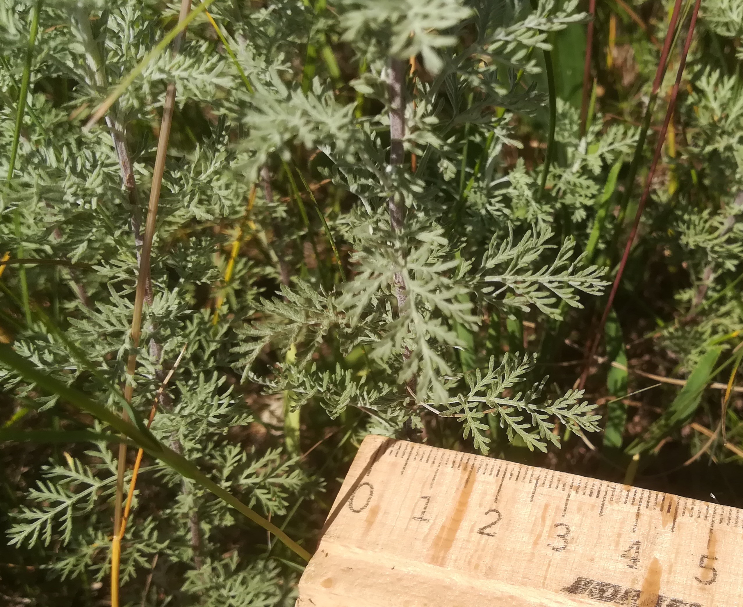 artemisia pontica ostbahn N bhf lanzendorf-rannersdorf_20210618_102126.jpg