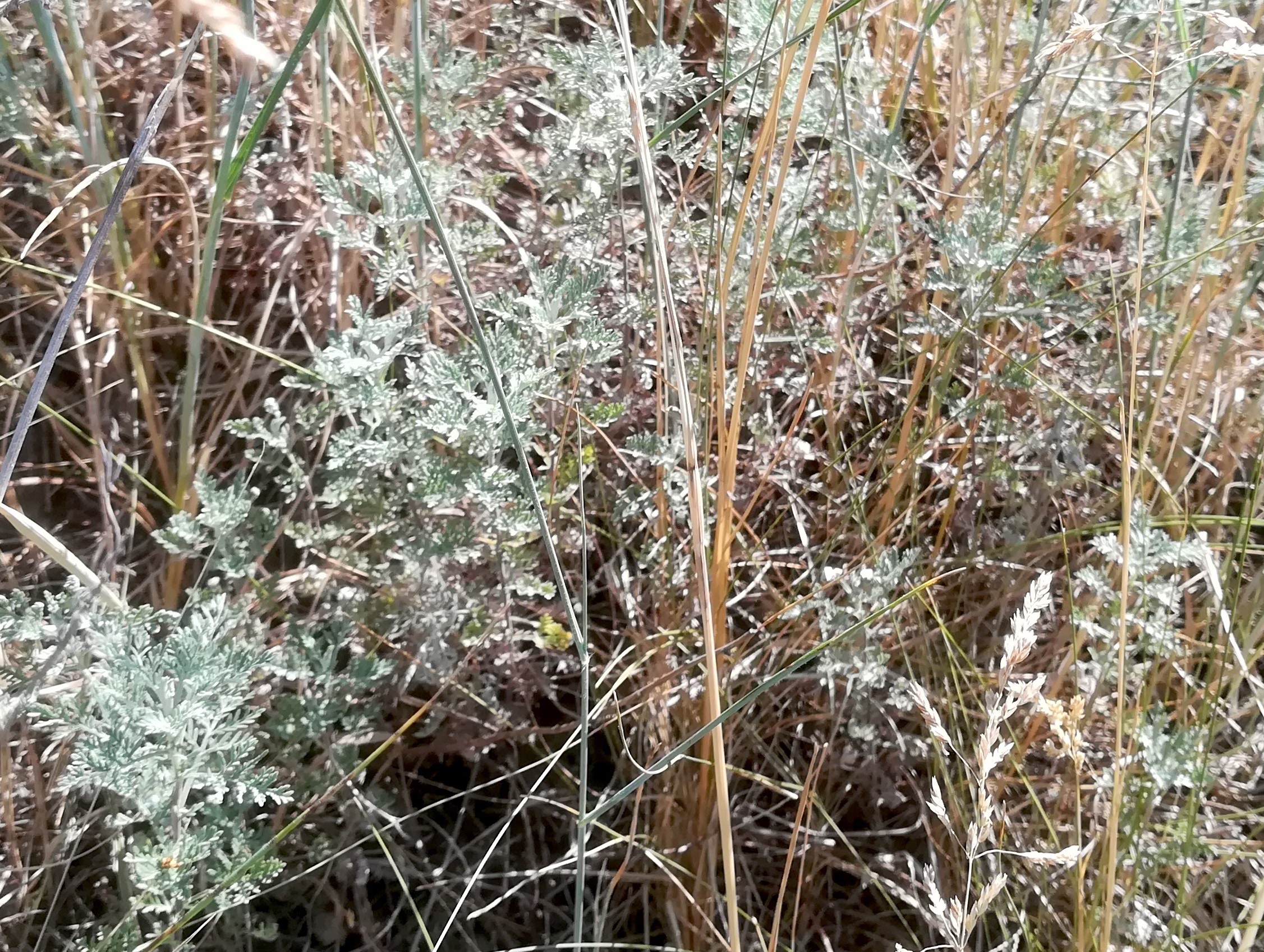 artemisia pontica ostbahn N bhf lanzendorf-rannersdorf_20210618_105248.jpg